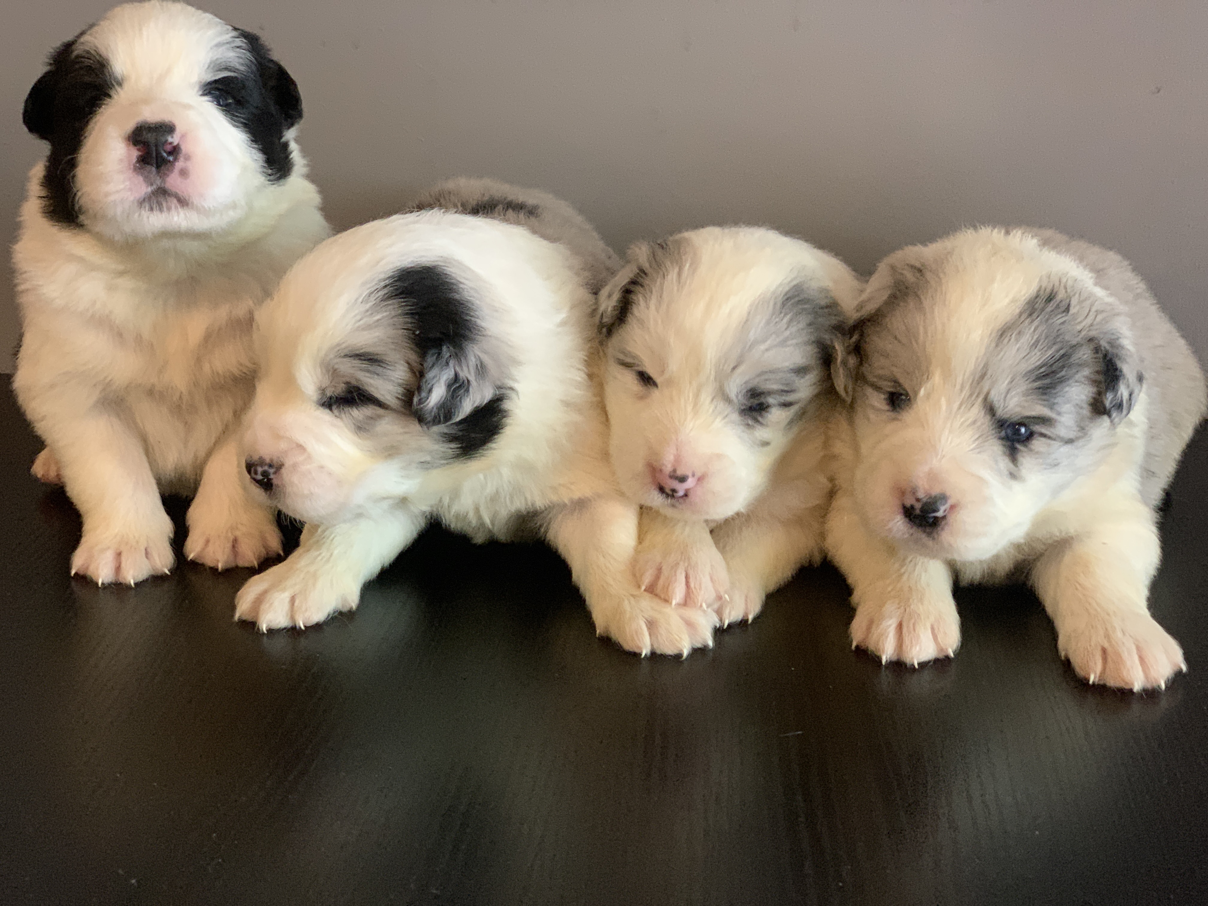 border collie show 4 males 