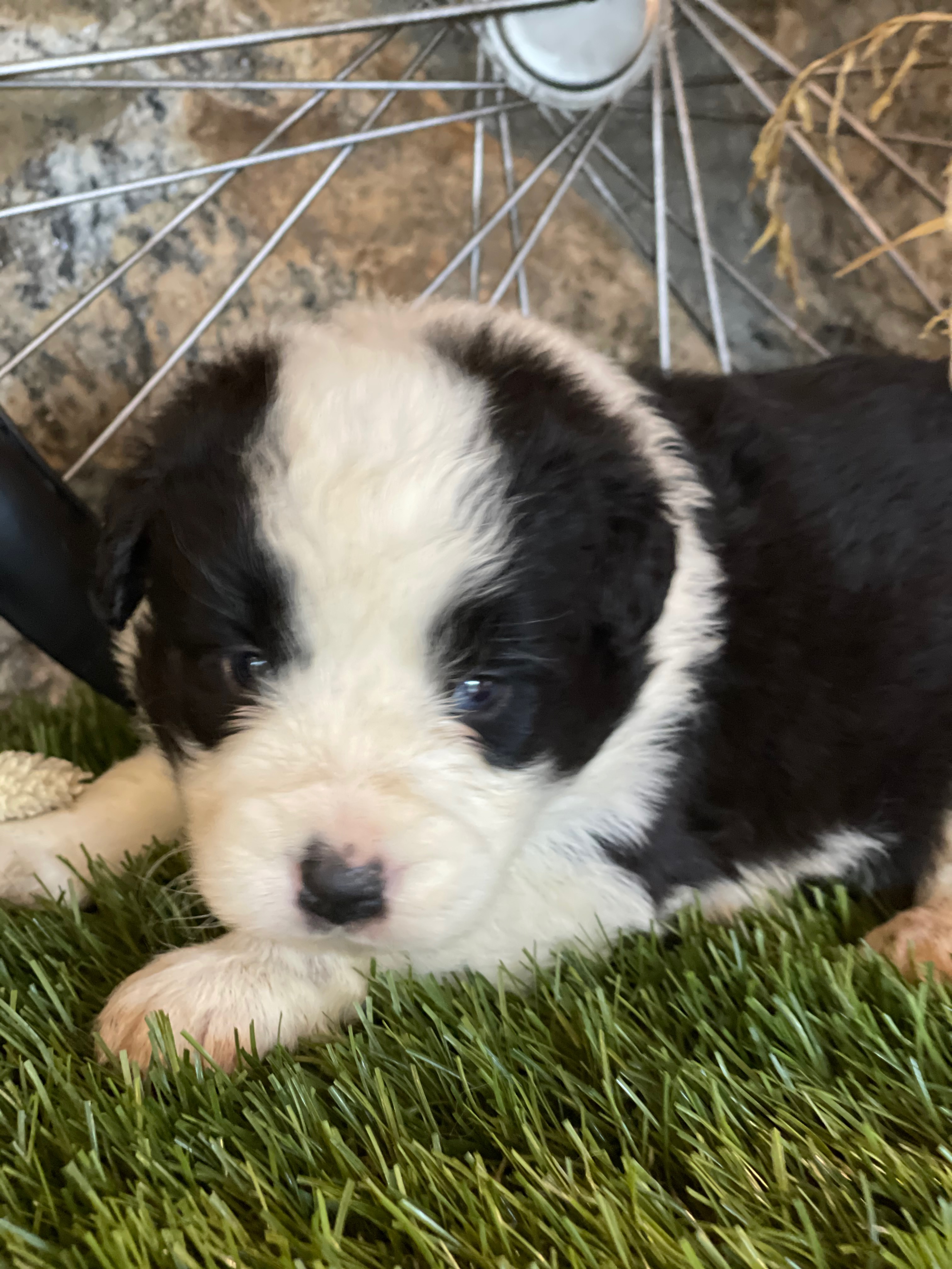 border_collie_show_5.jpg