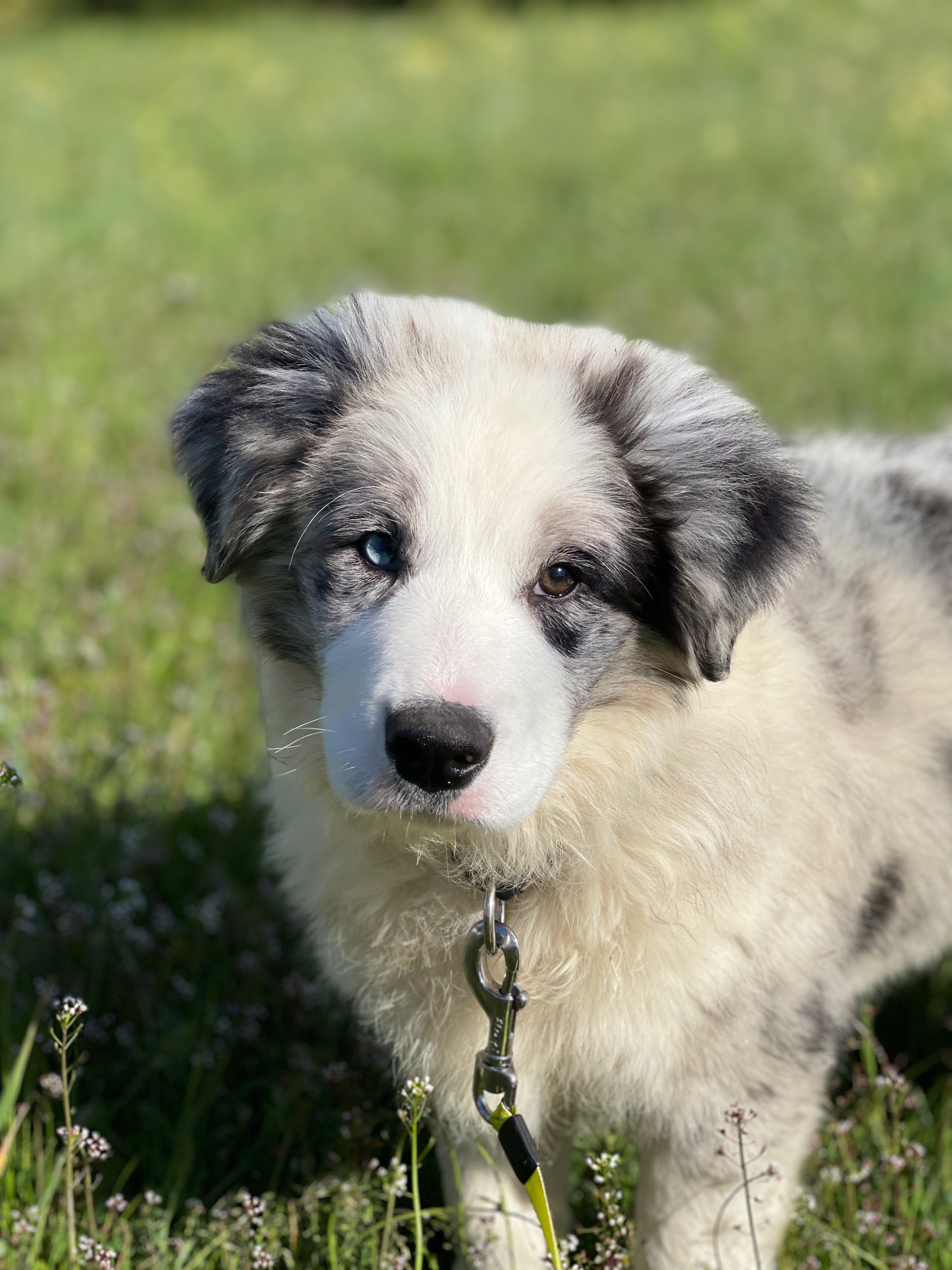 border_collie_show_UNDER_REACH.jpeg