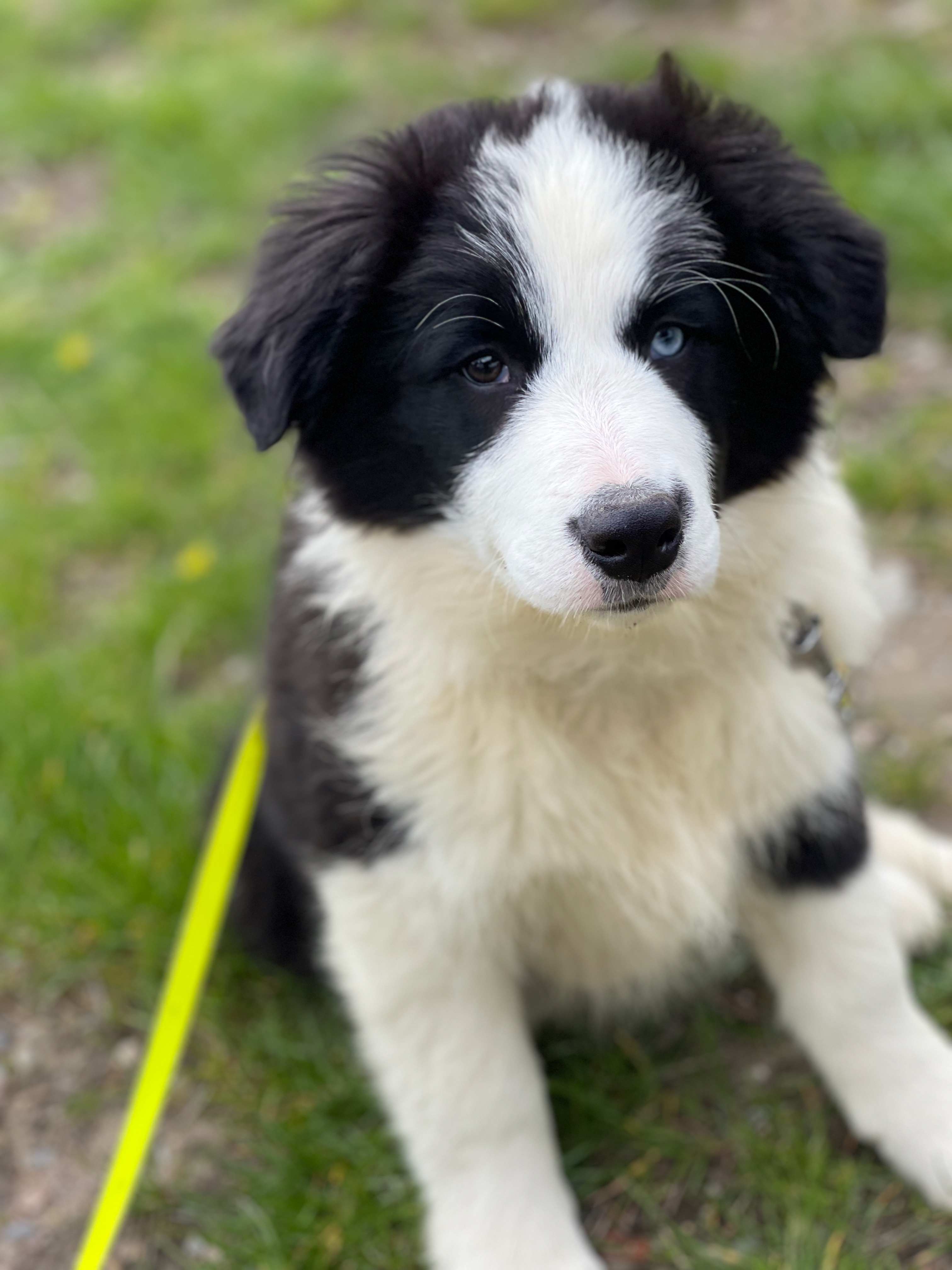 border_collie_show_UNDY_REACH.jpeg