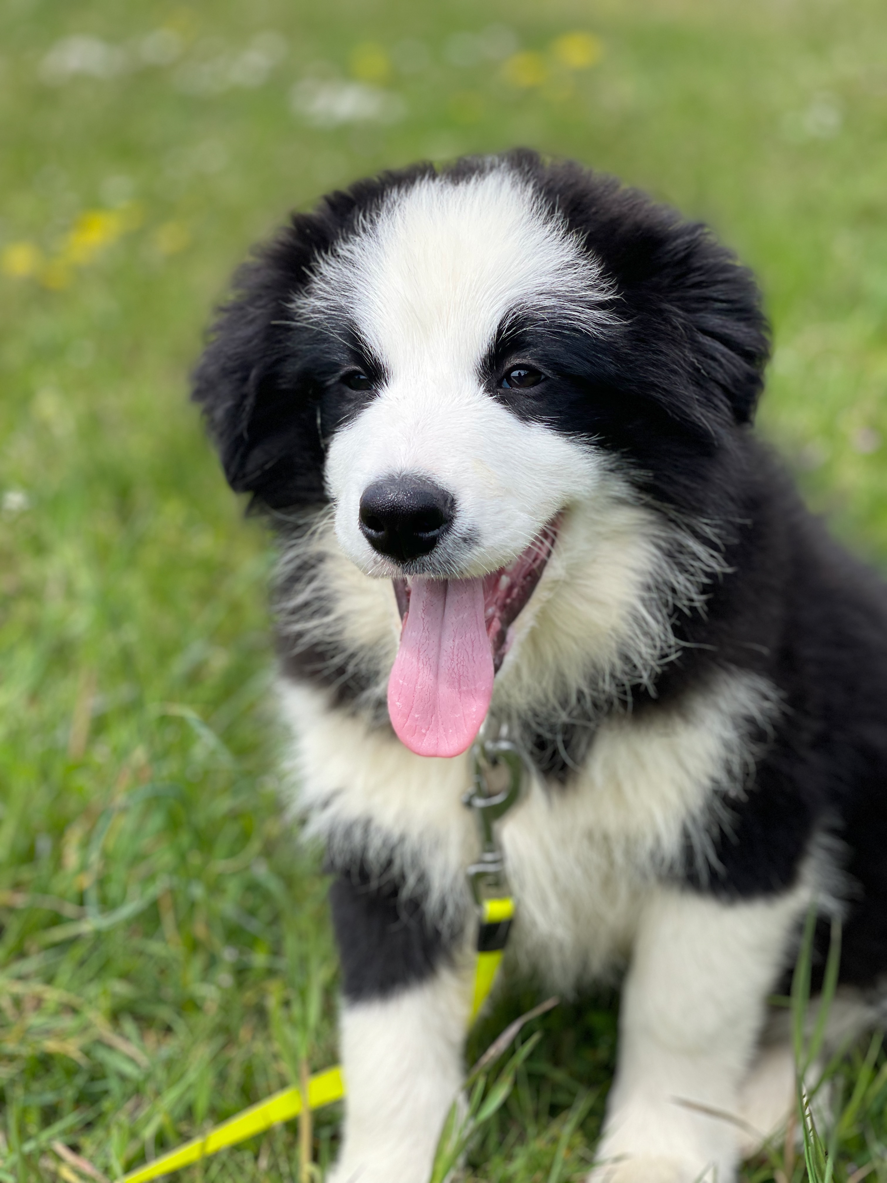 border_collie_show_UNO_REACH.jpeg