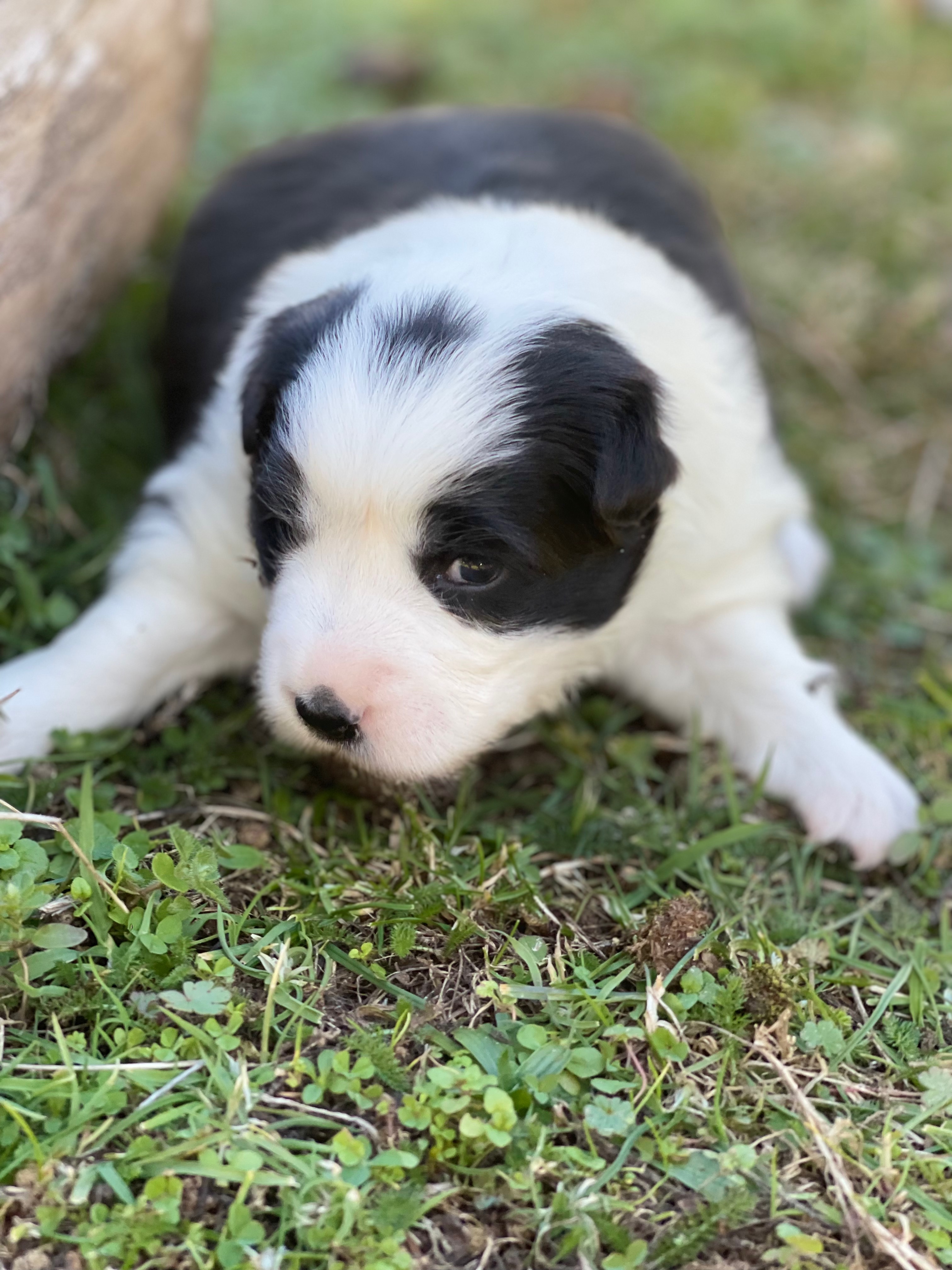 border_collie_show_f_nB2_Reva.jpeg