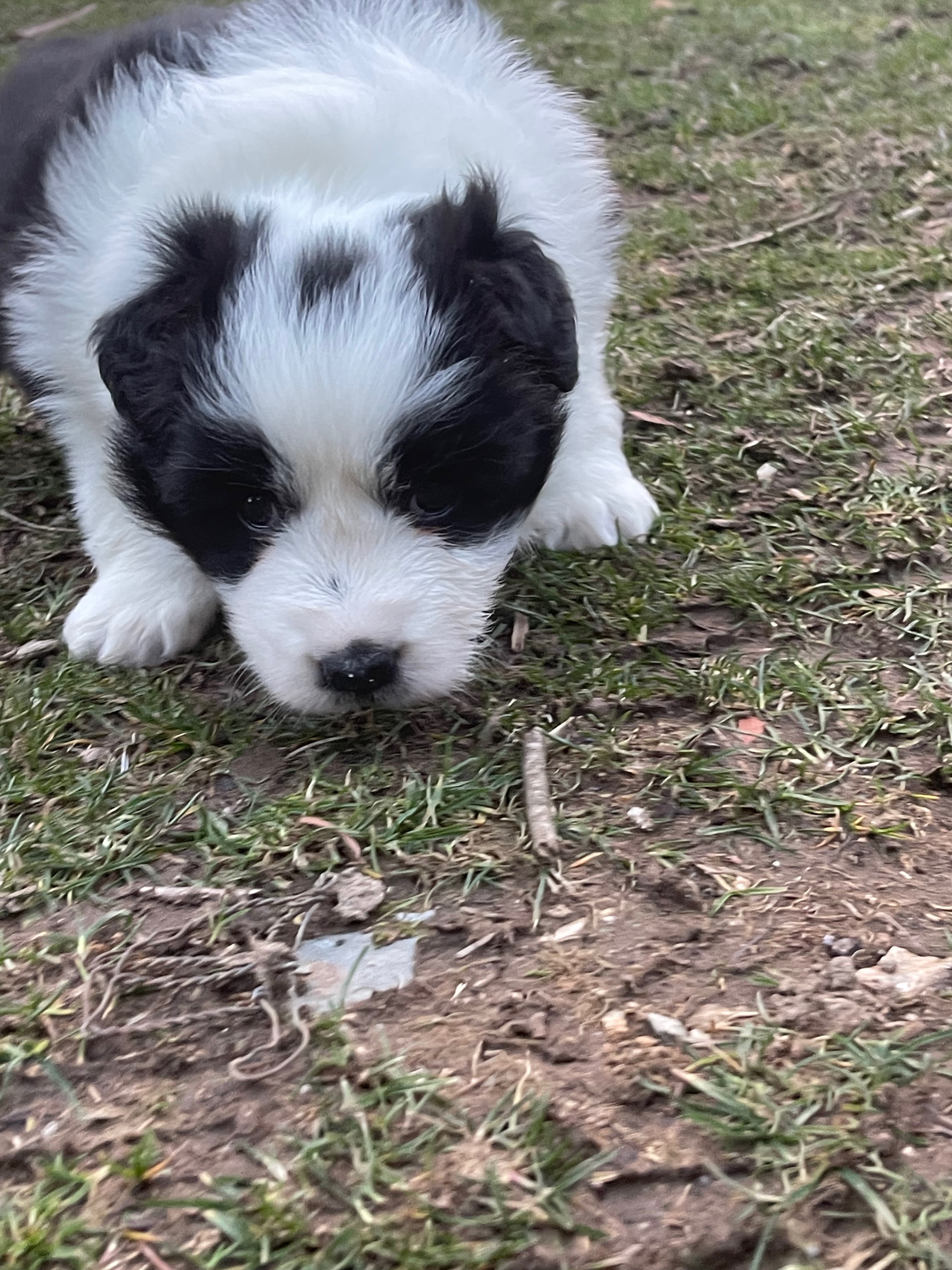 border_collie_show_f_n_2_rev.jpeg