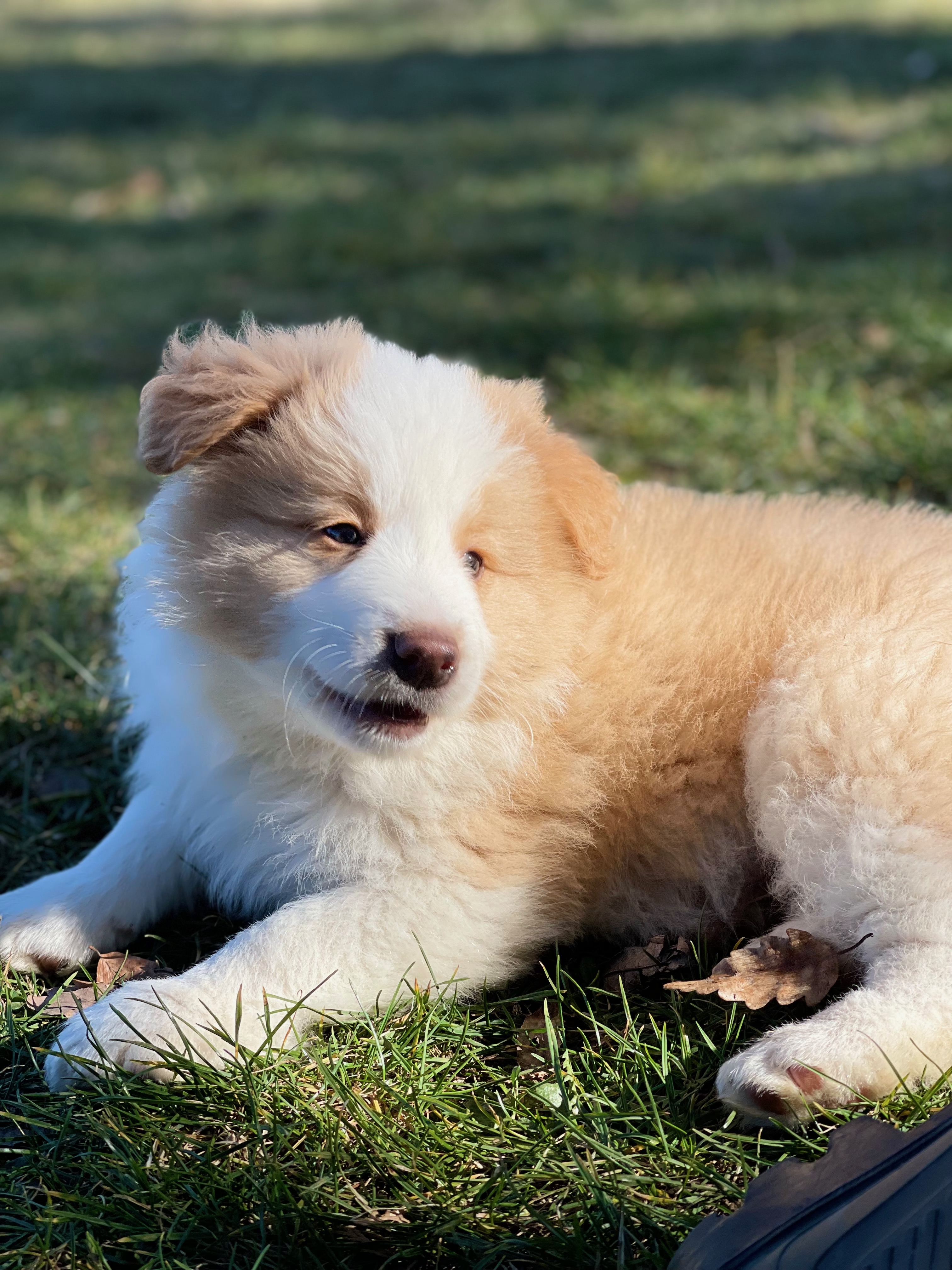 border_collie_show_f_n_4_POE.jpeg
