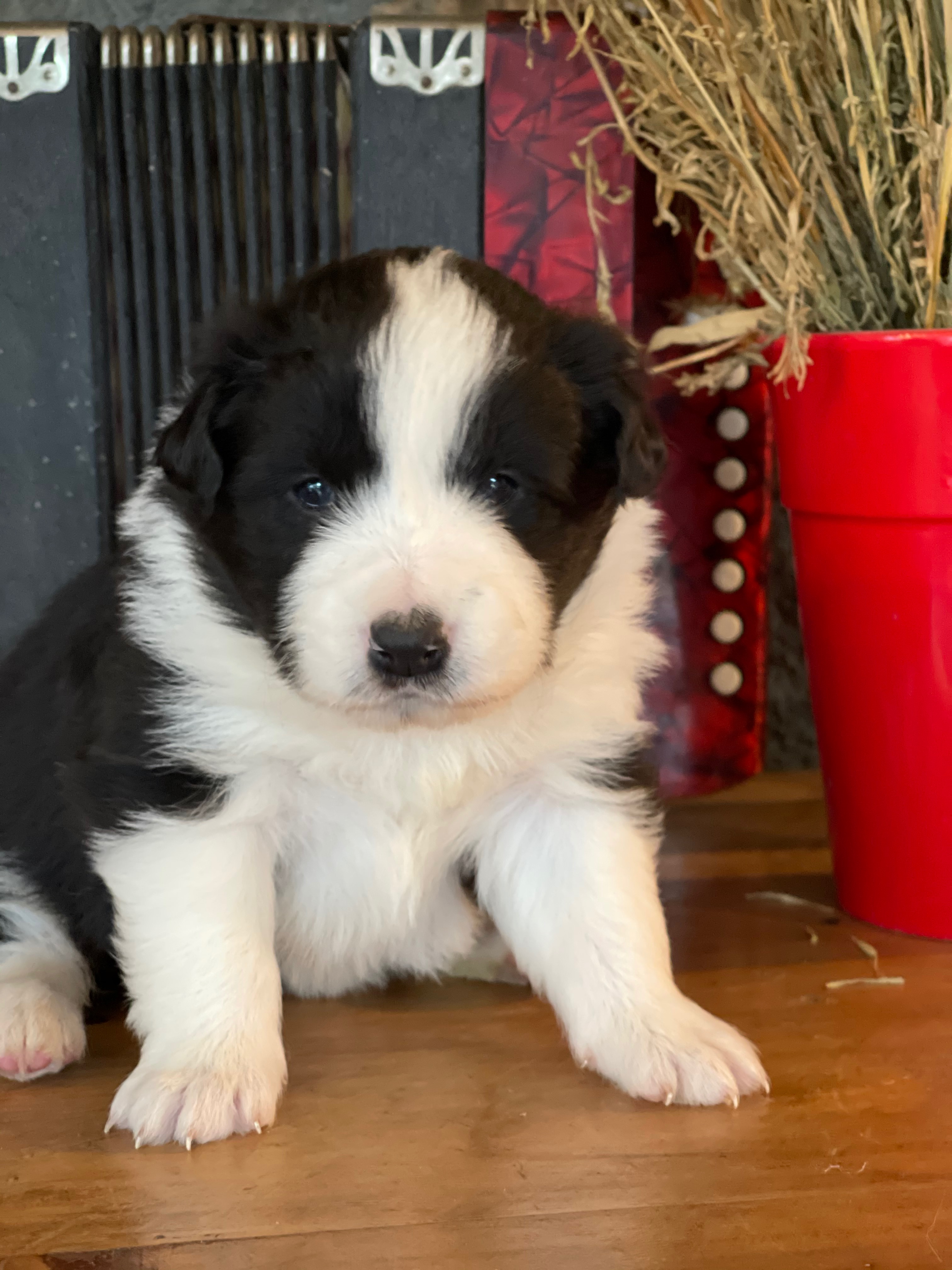 border collie show fem n1 jane