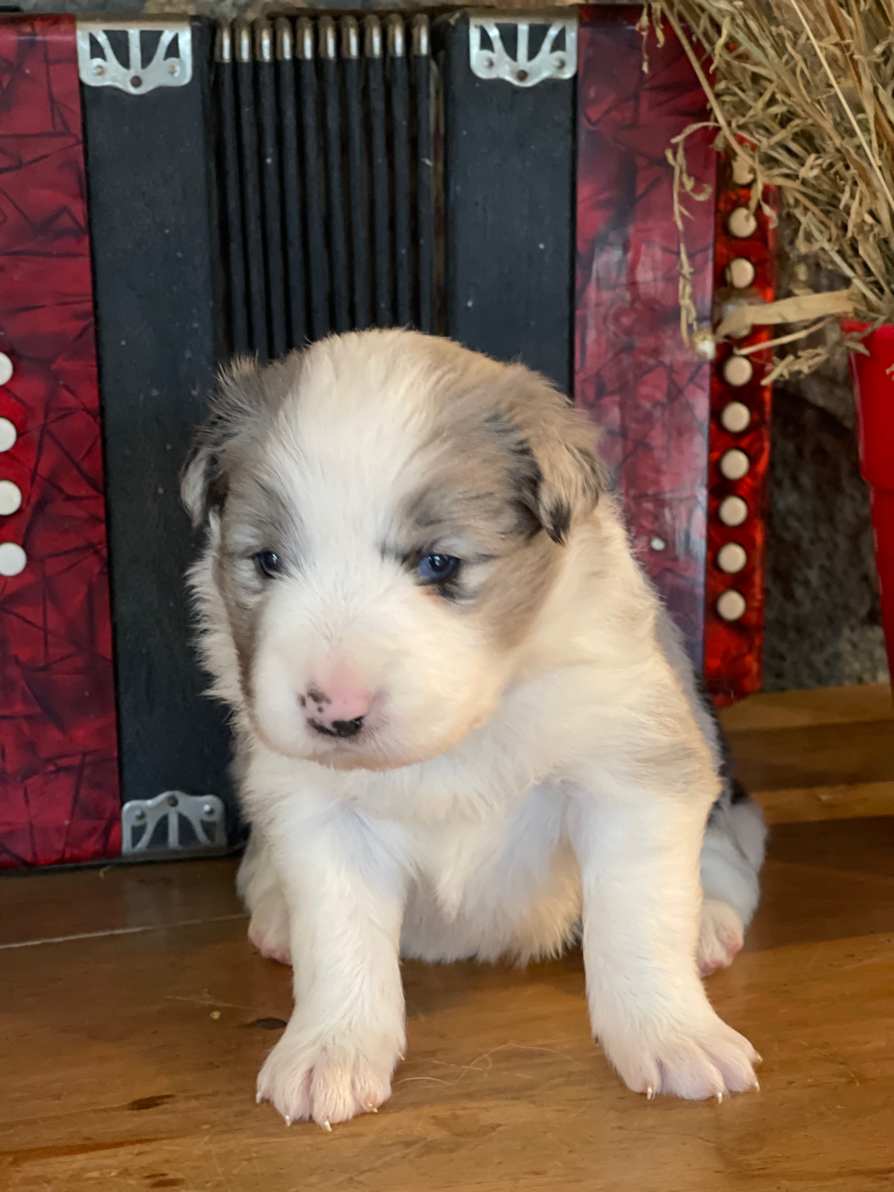 border collie show fem n4 jane