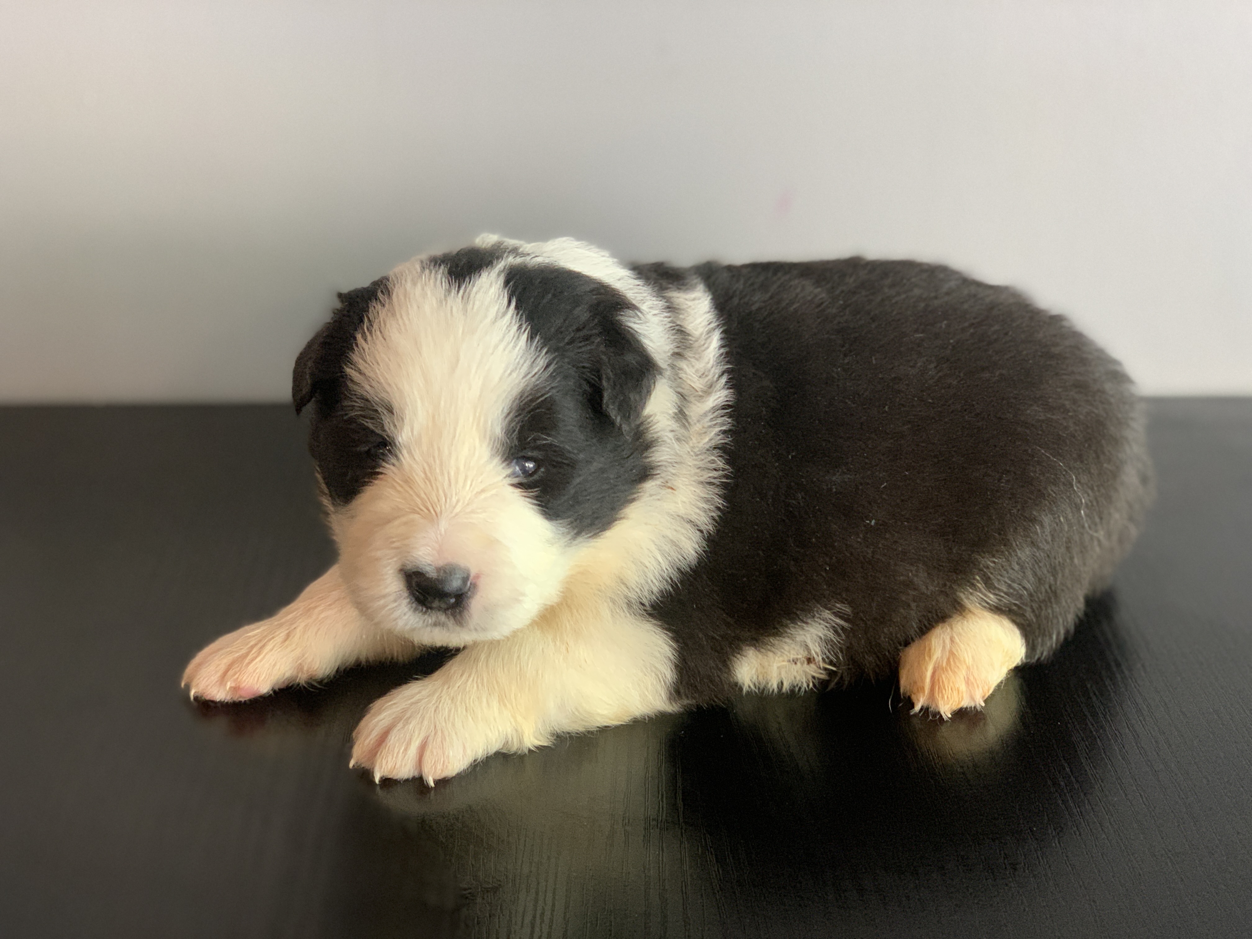 border collie show femelle n2