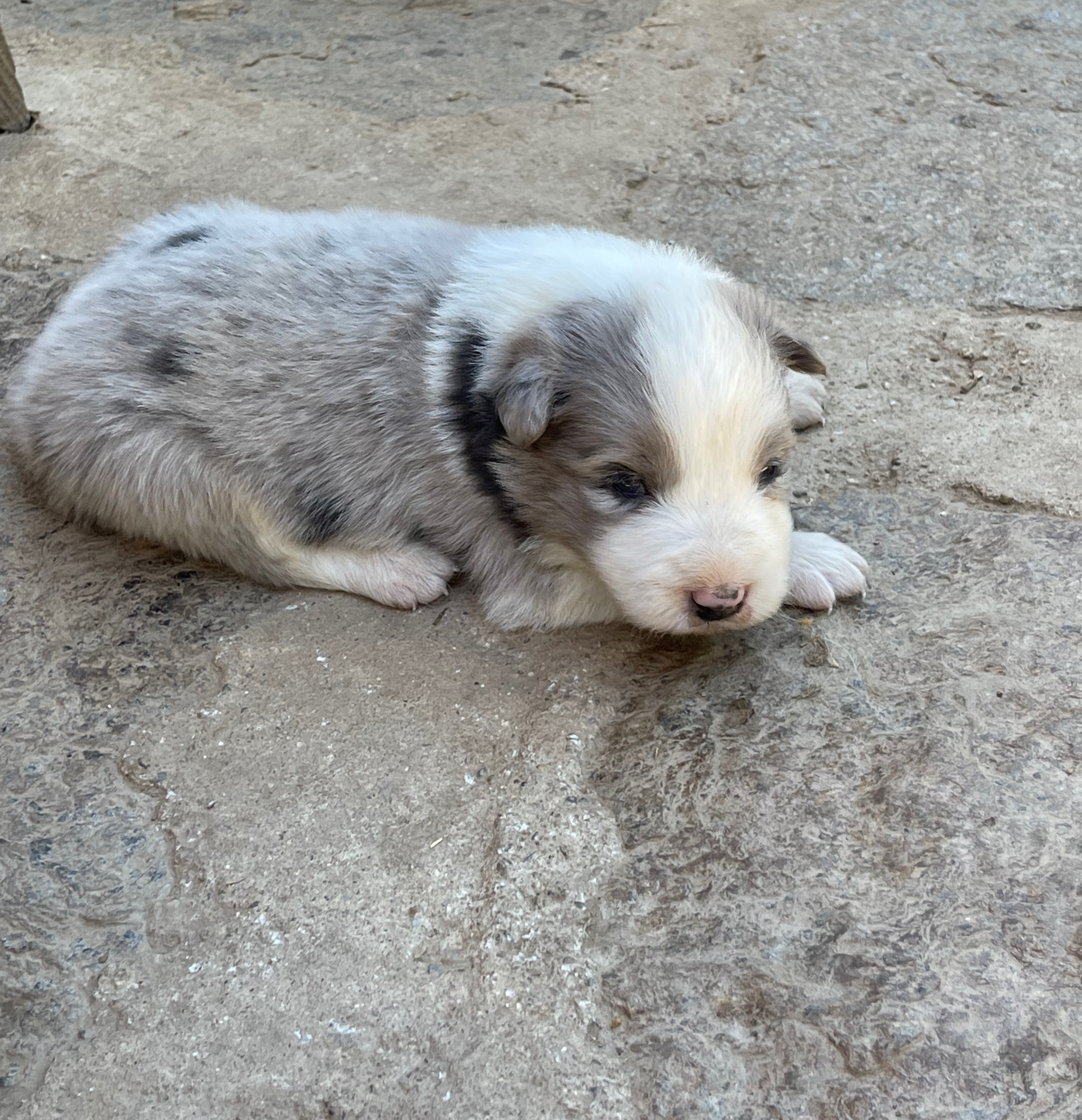 border_collie_show_m_n1_pistache.jpeg