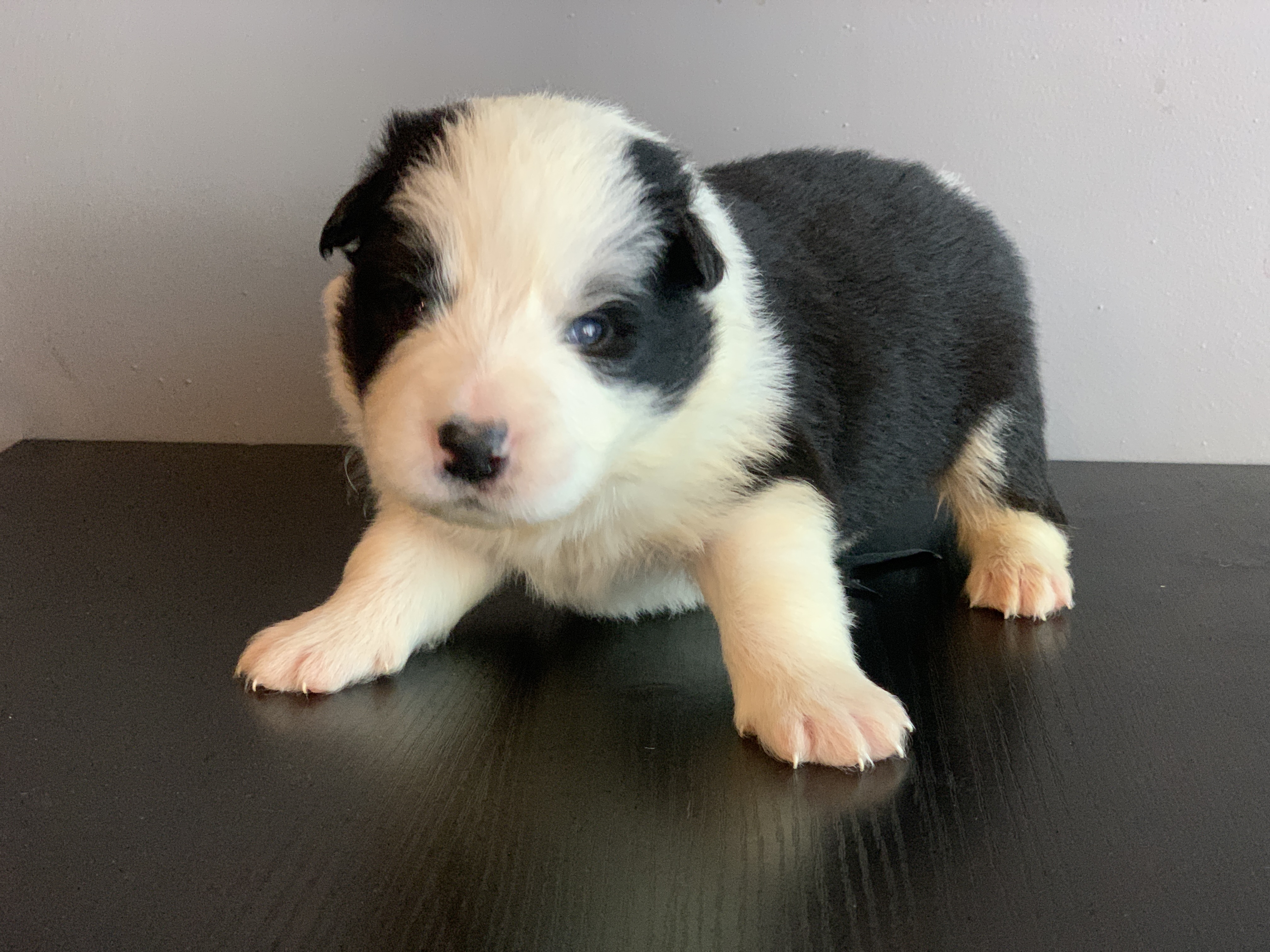 border collie show male 4