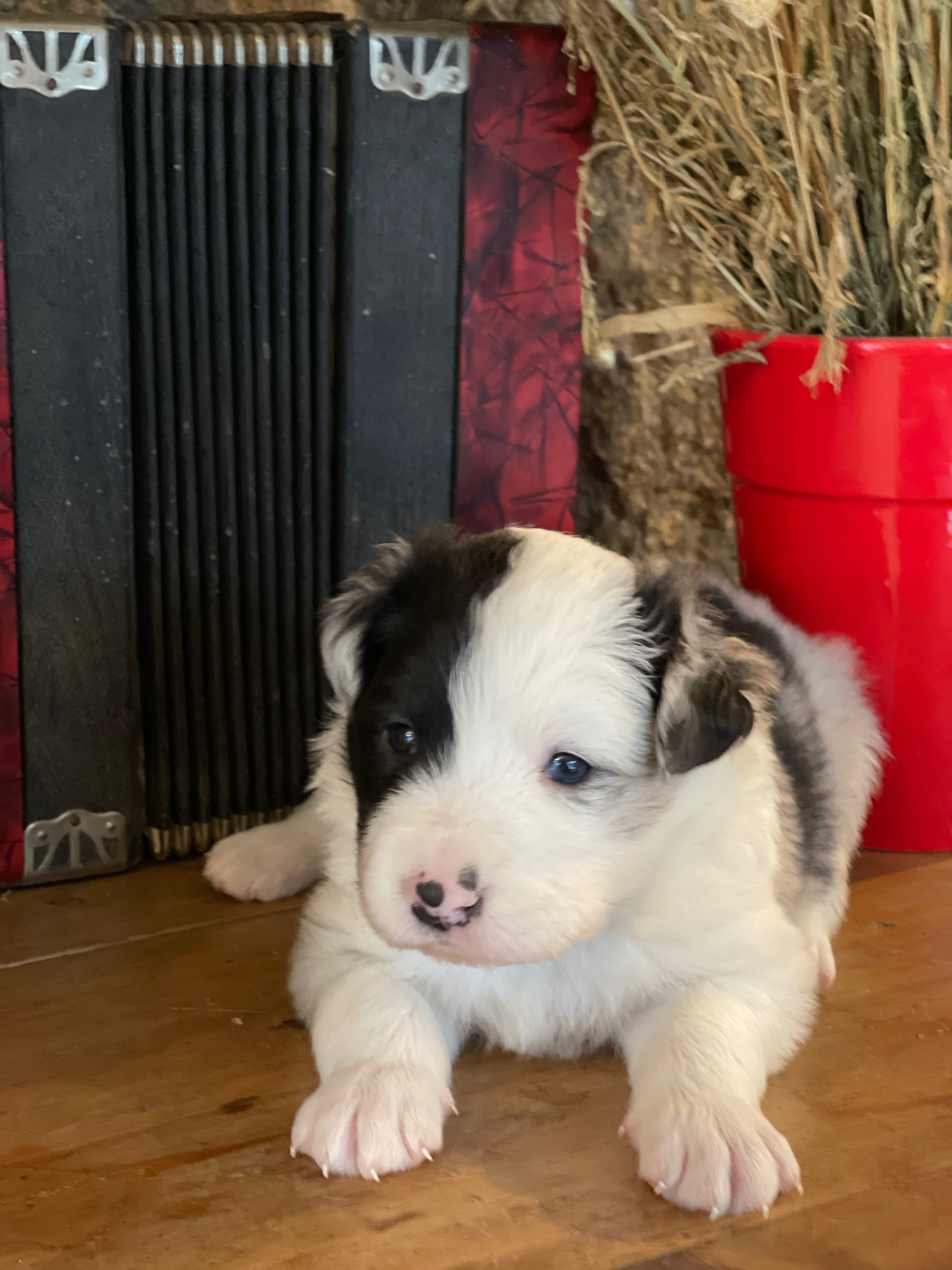 border collie show male N1 jane