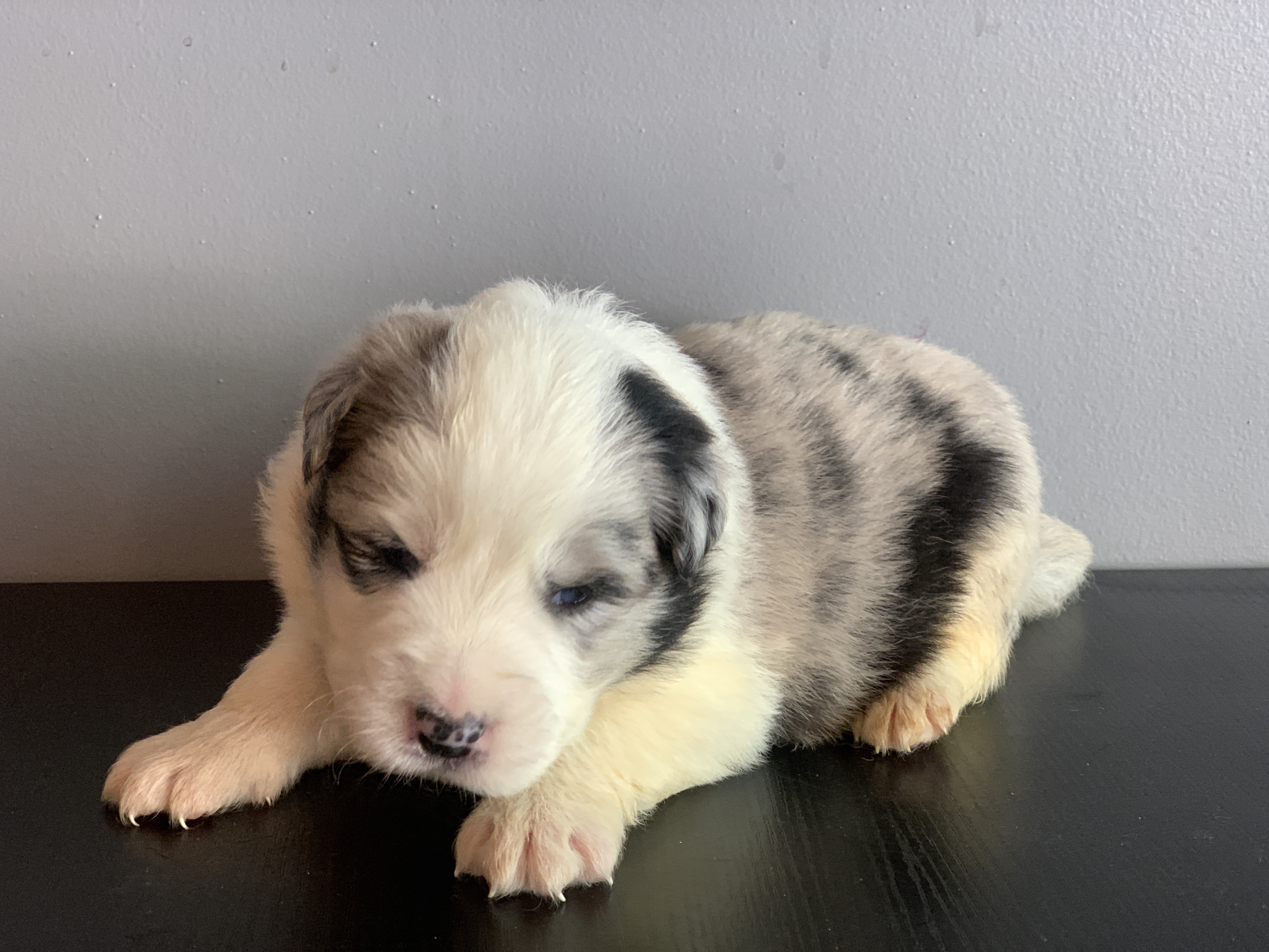 border collie show male n1