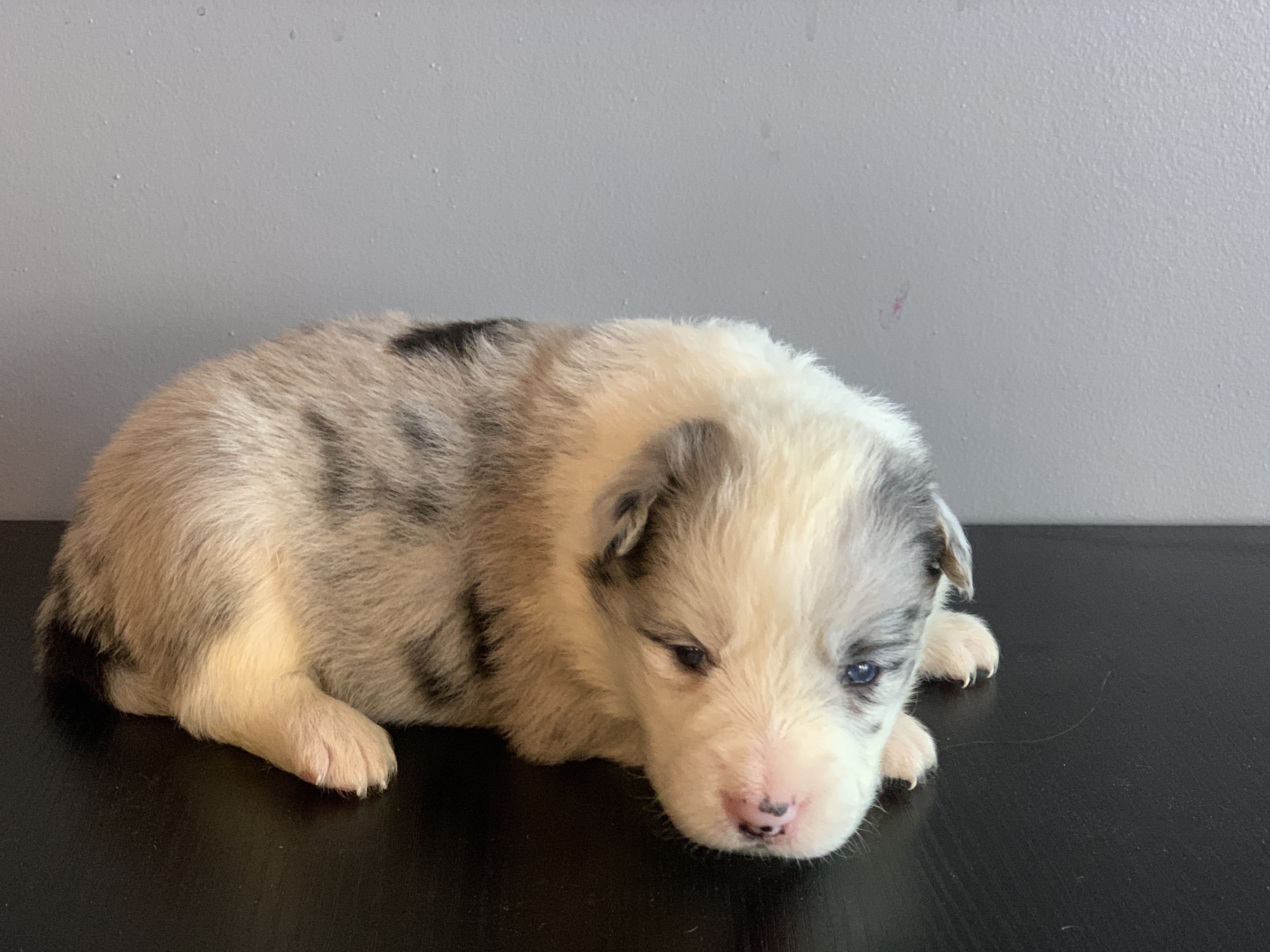 border collie show male n2