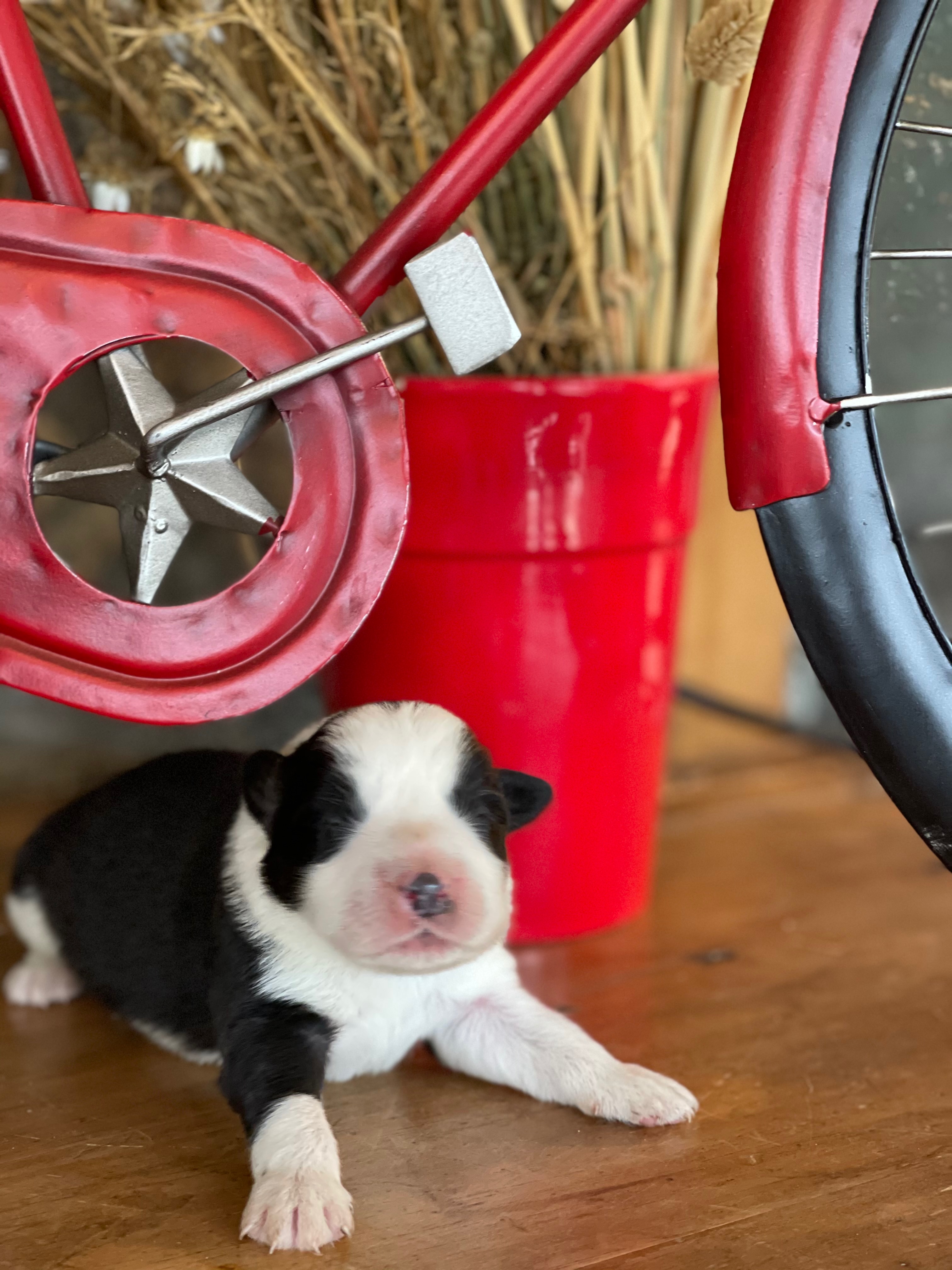 border_collie_show_male_n5_jana.jpg