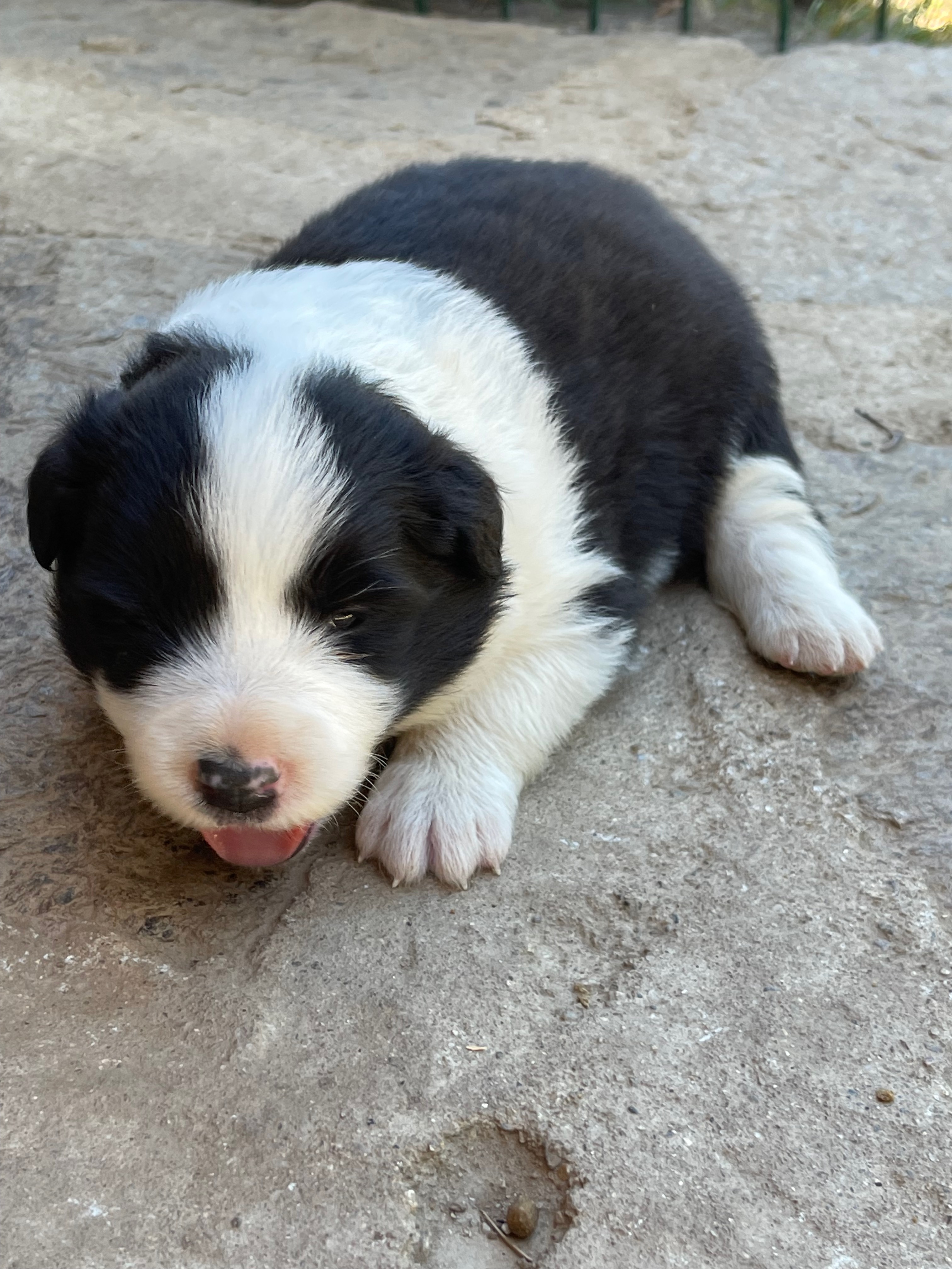 border_collie_show_ml_n_3_pistache.jpeg