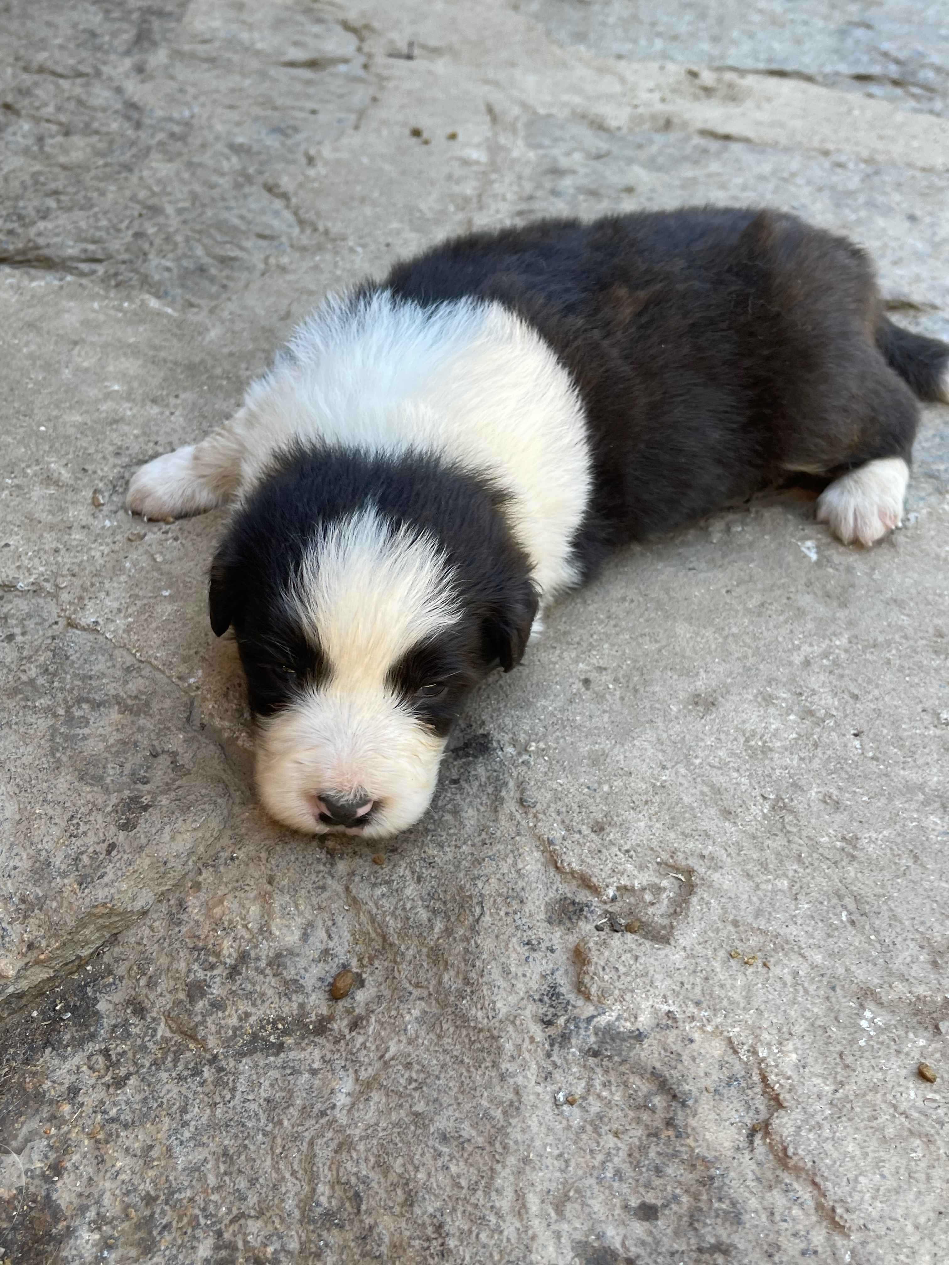 border_collie_show_ml_n_4_pistache.jpeg