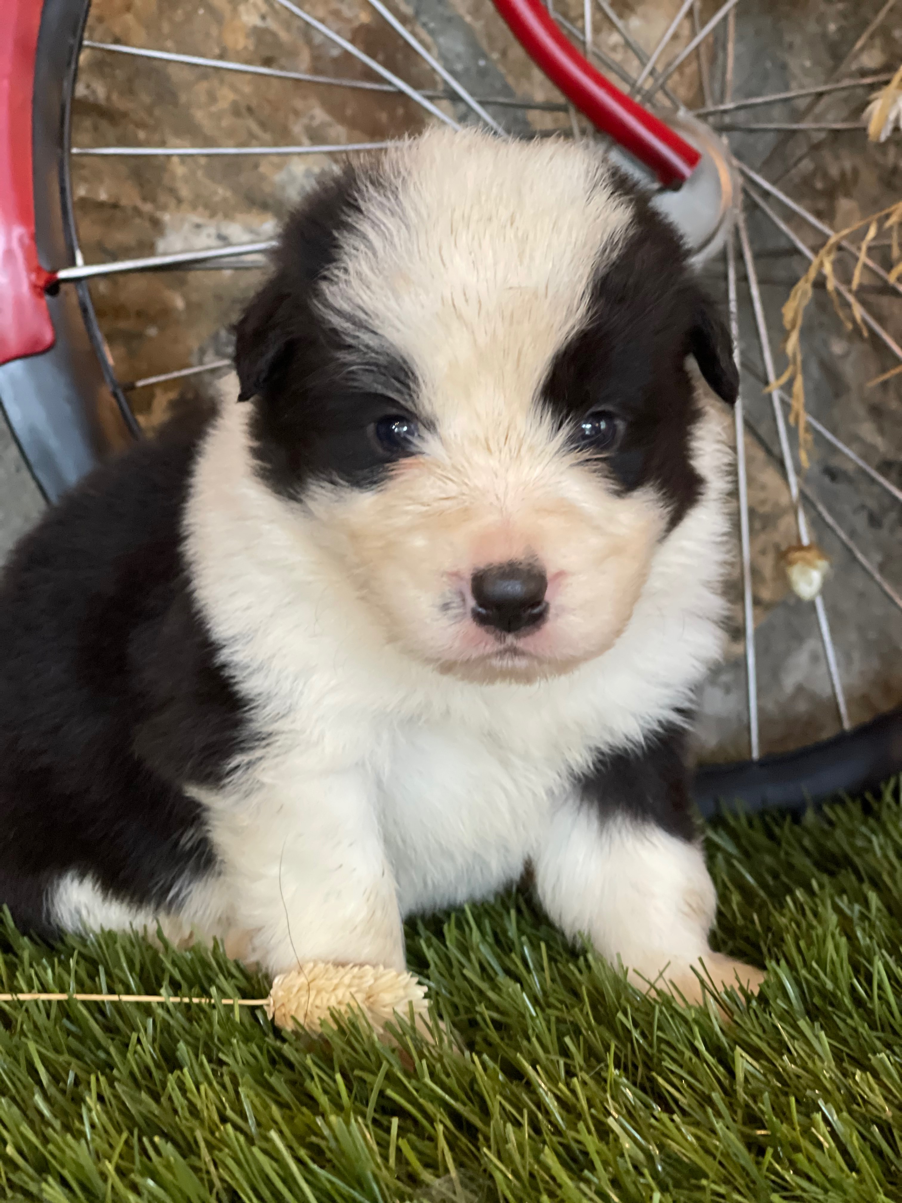 border_collie_show_n4.jpg