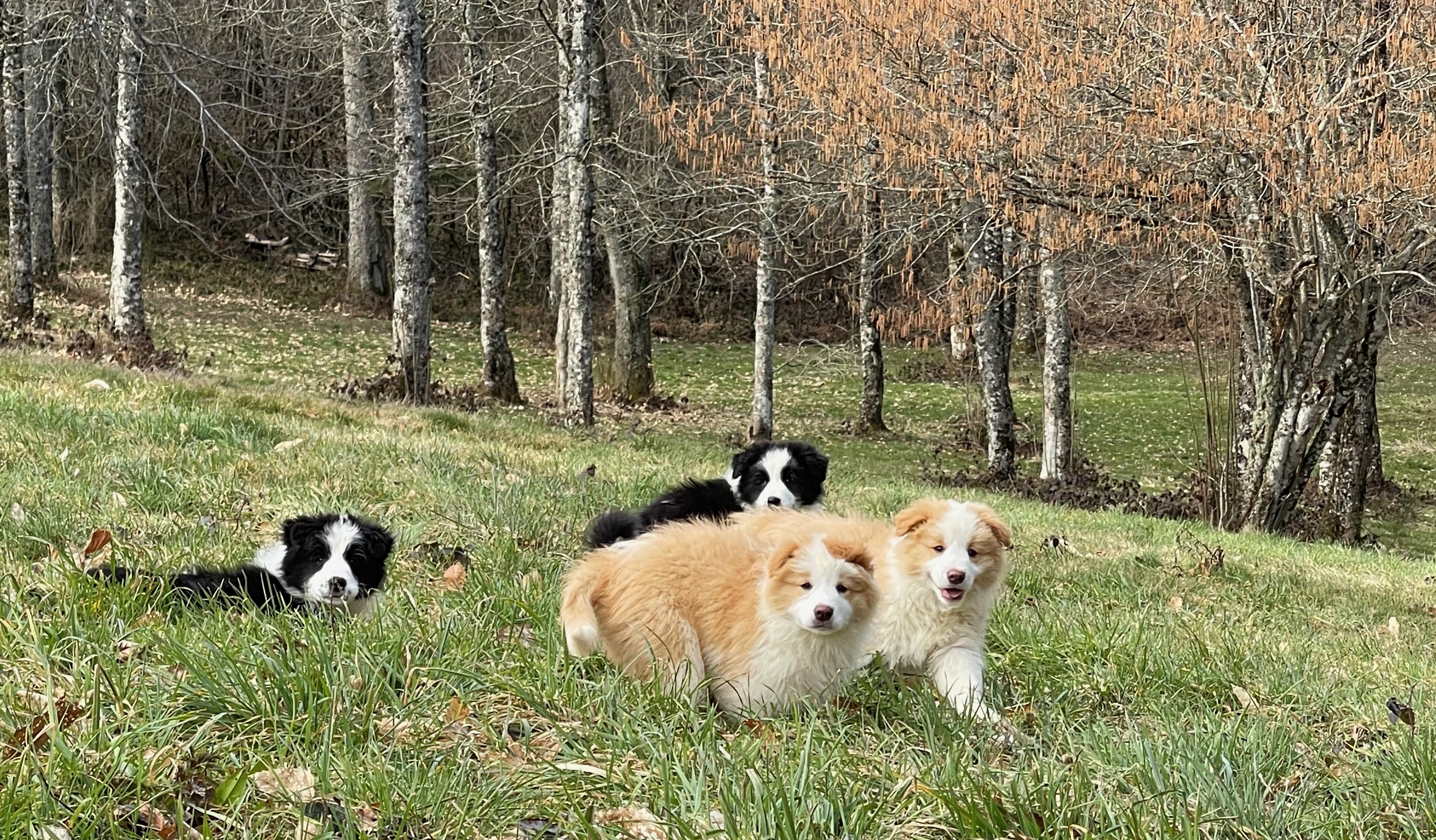 border_collie_show_phoe.jpeg