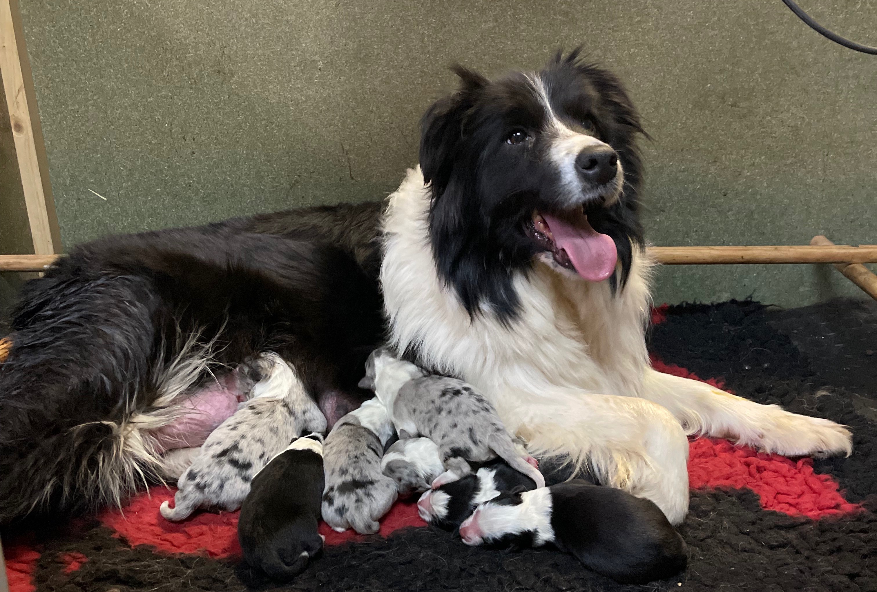 border_collie_show_pretty.jpg