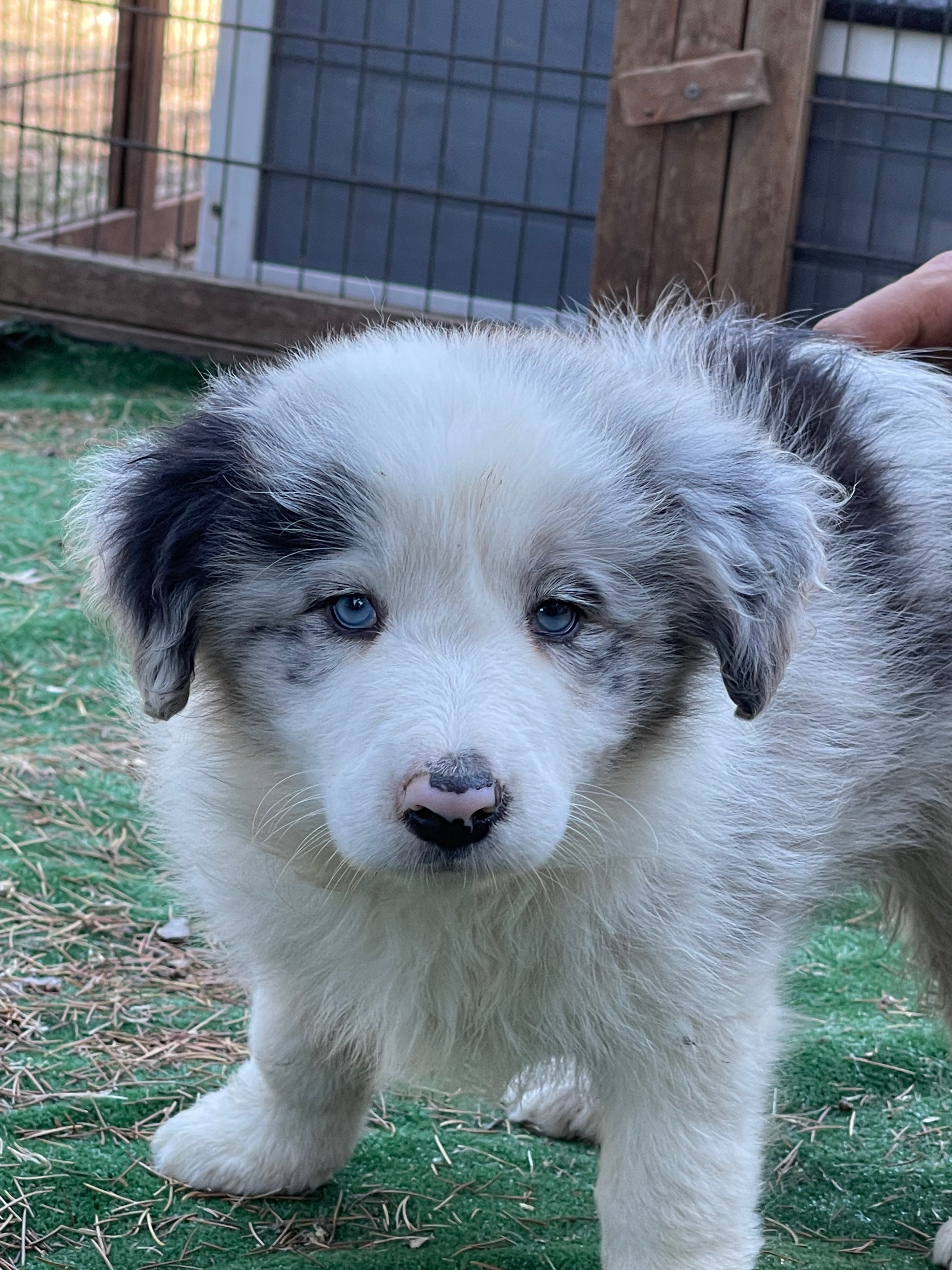 border_collie_show_teddy.jpeg