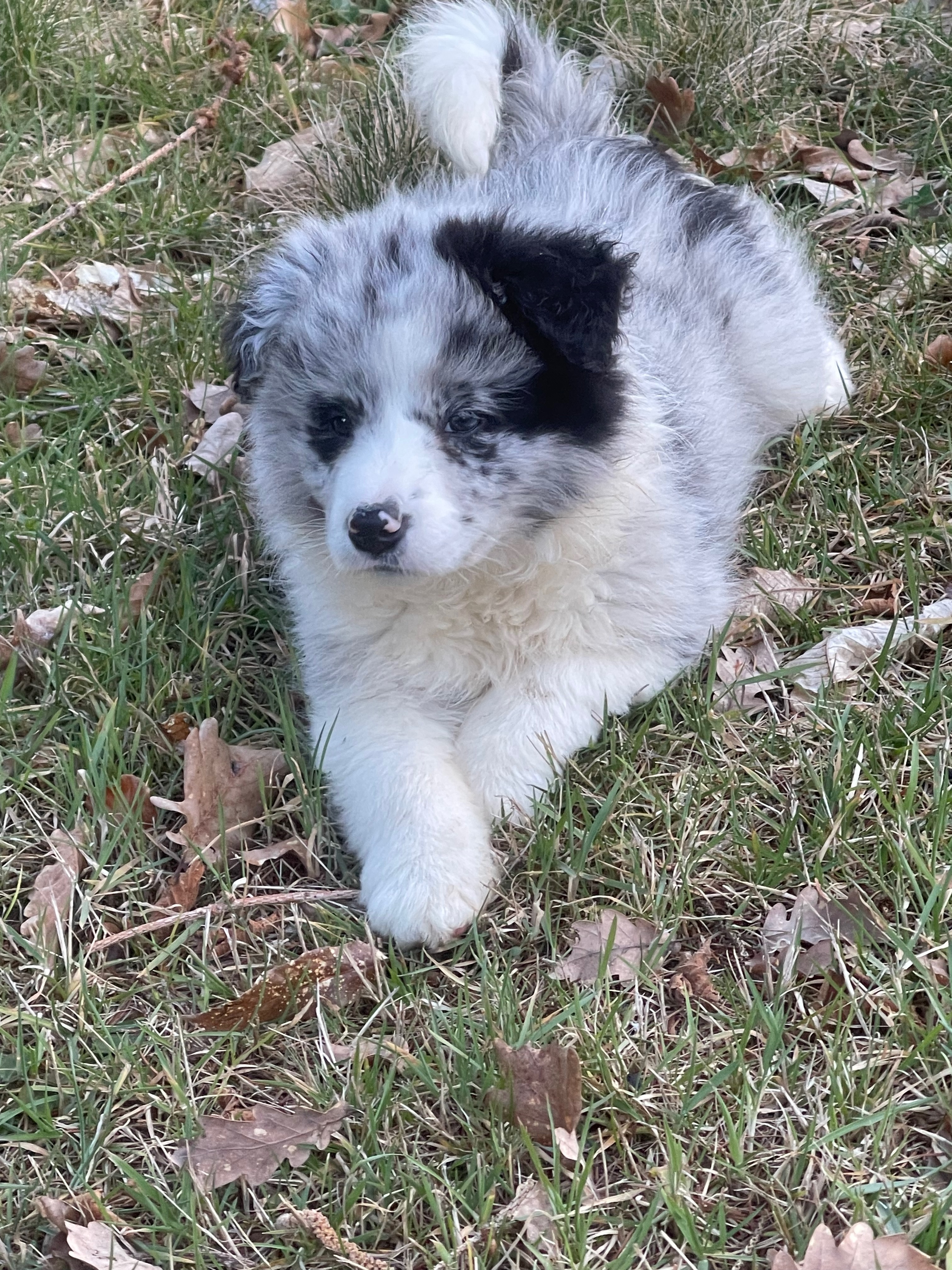 border_collie_show_ubby.jpeg