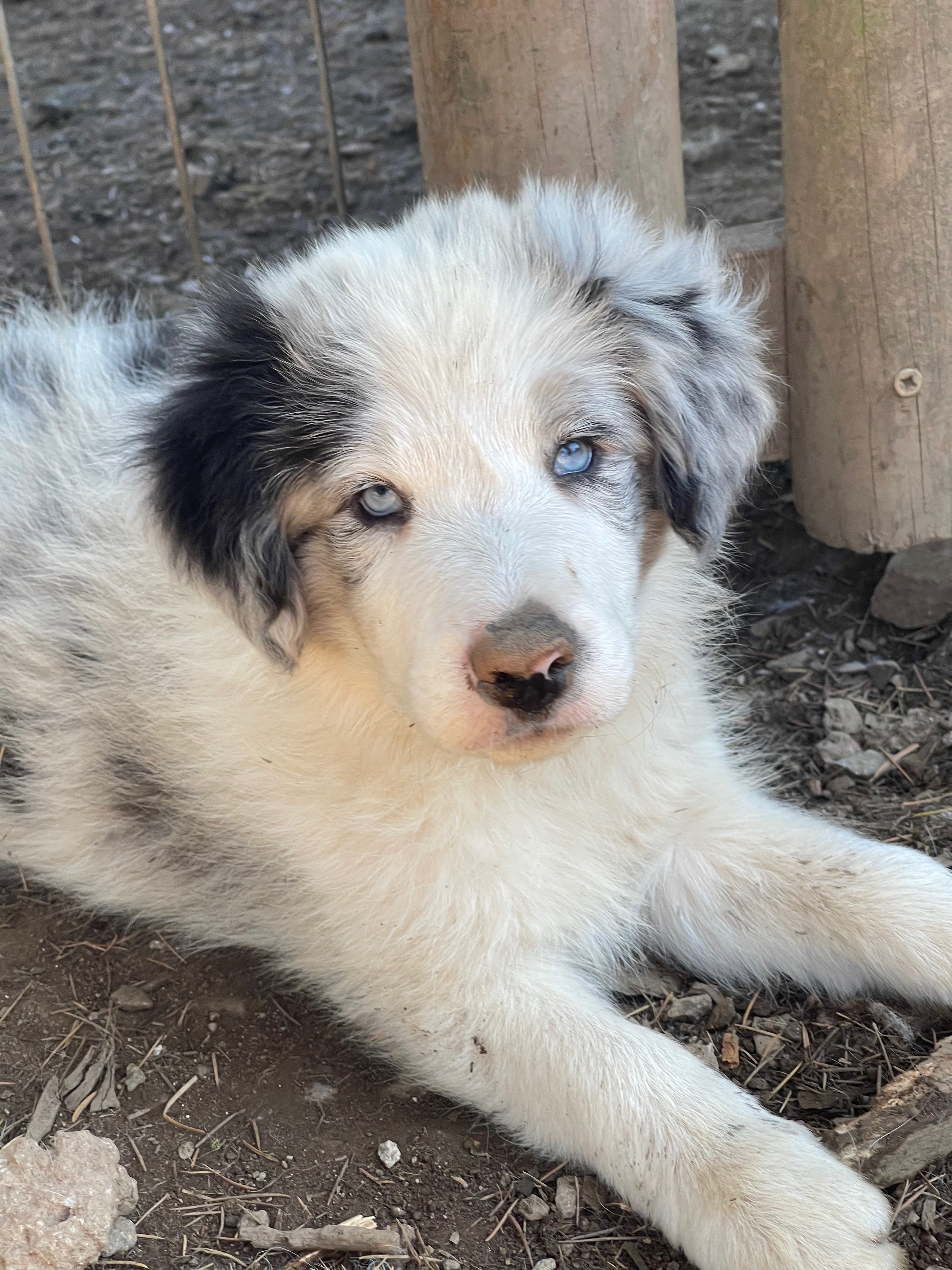 border_collie_teddy.jpeg