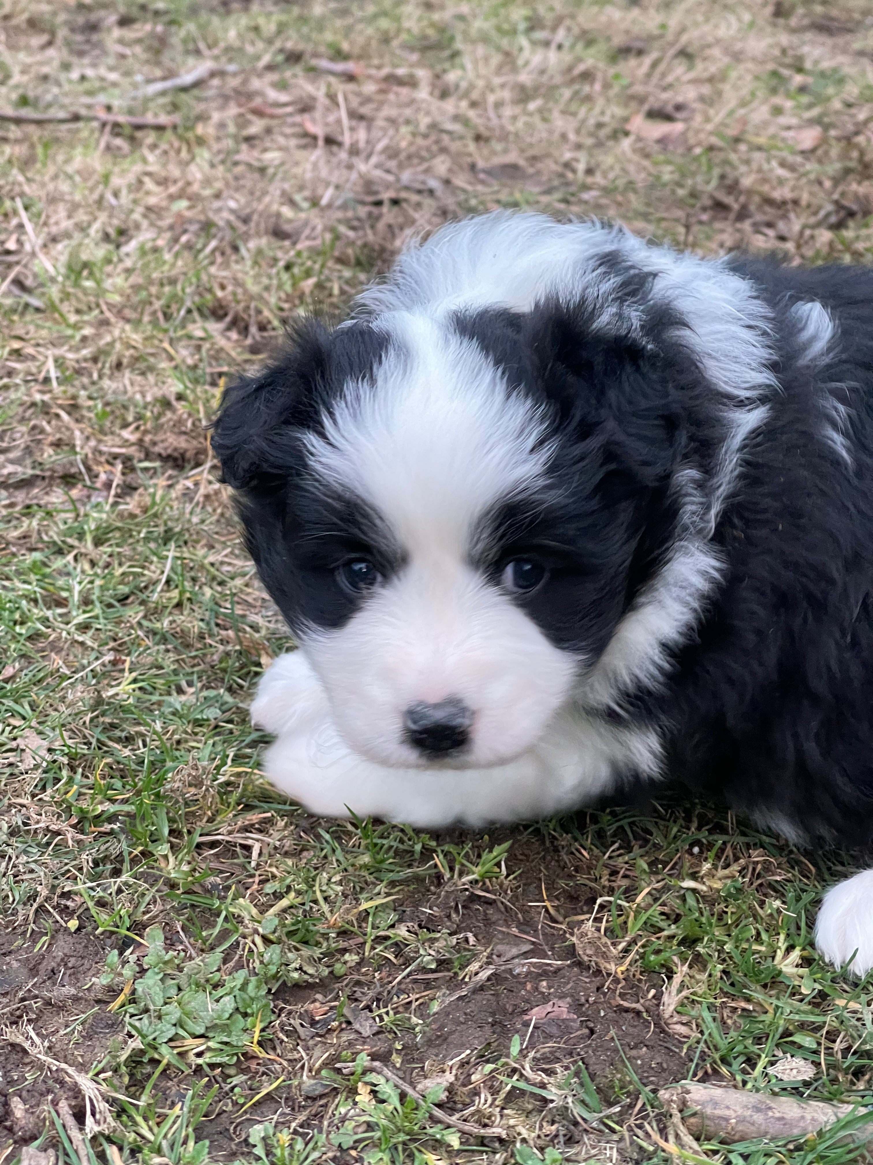 border_collieshow_f_n_1_REV.jpeg