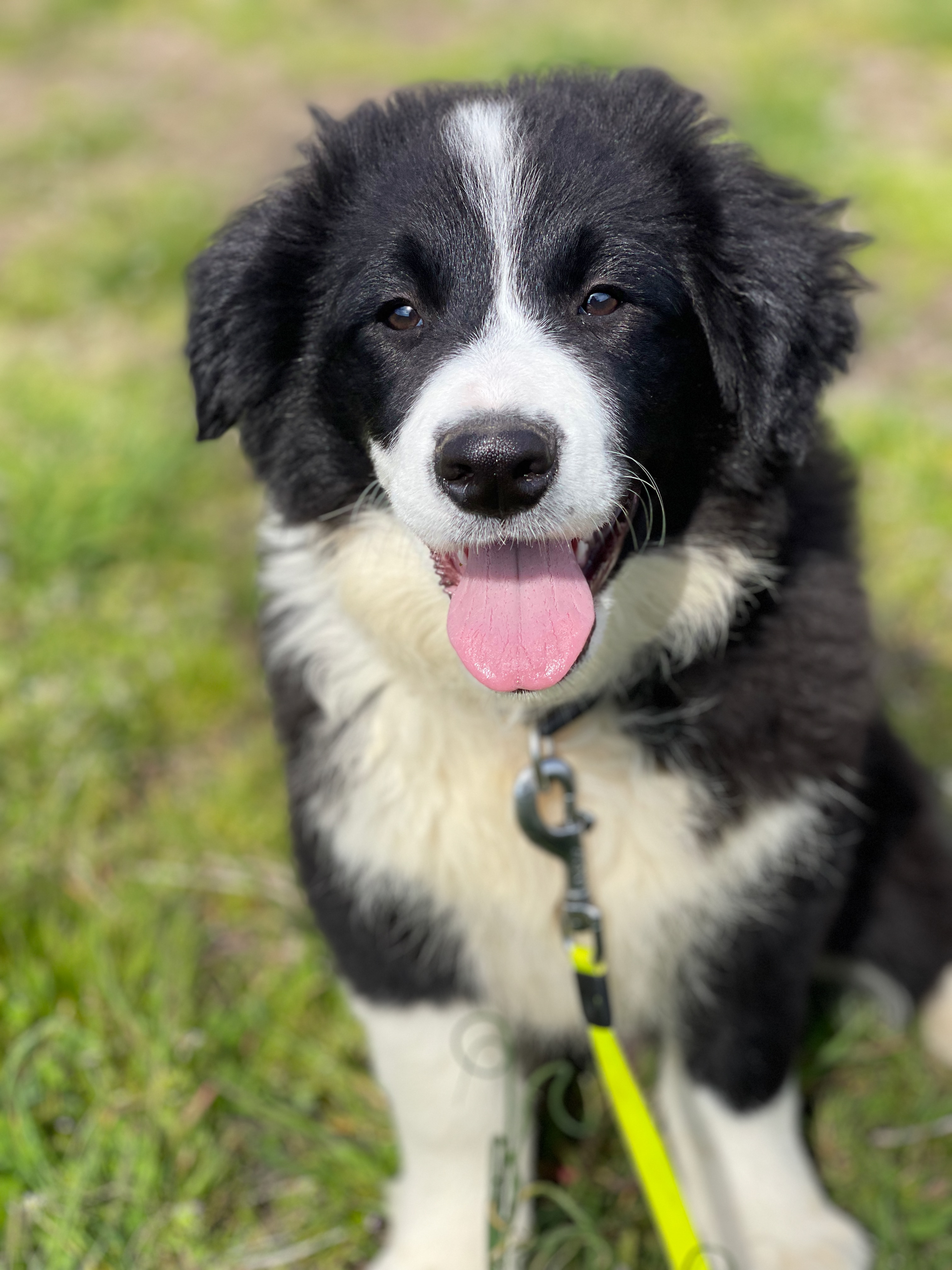 bordercollie_de_beaute_UNIX_REACH.jpeg