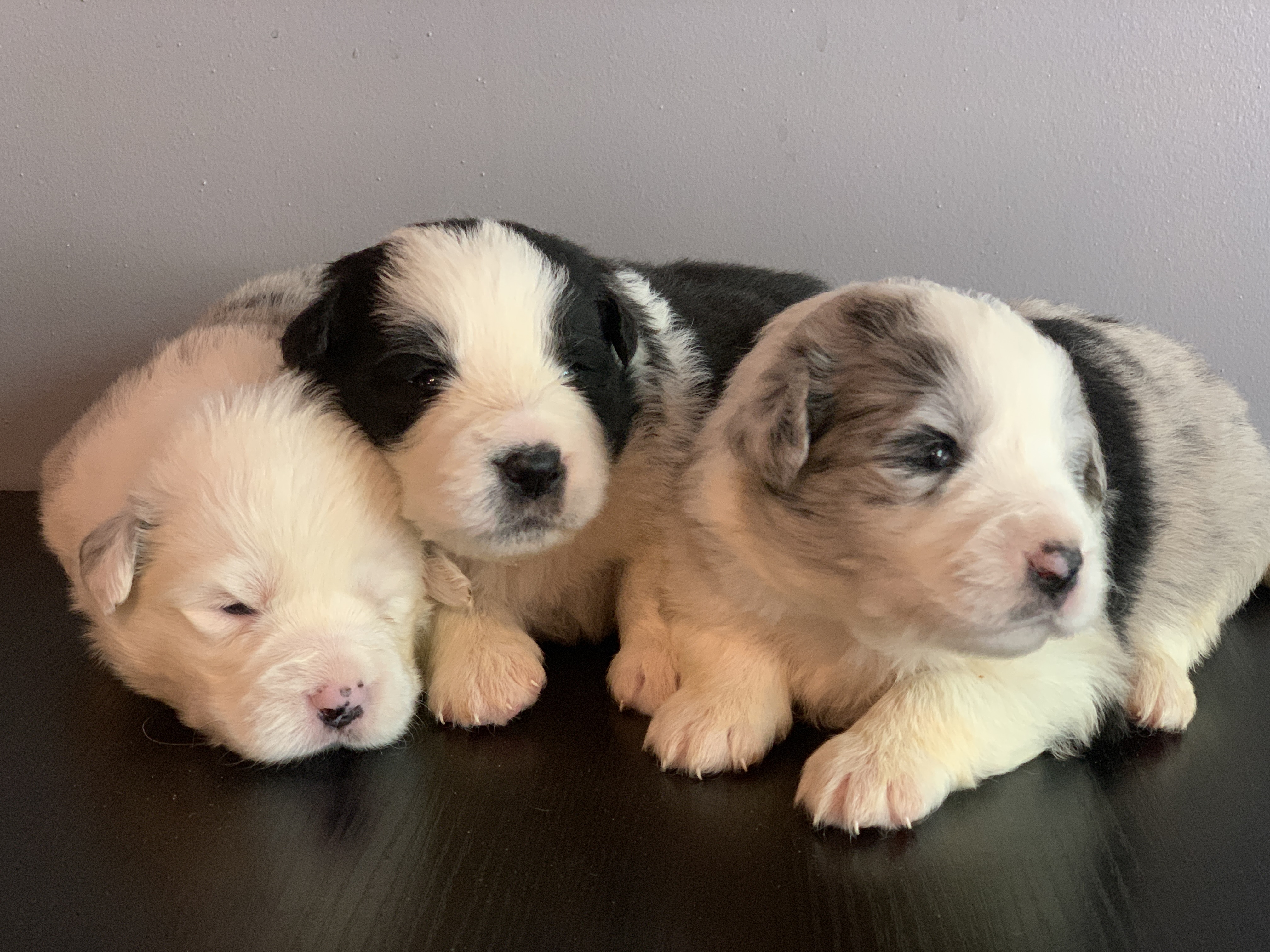 bordercollie show les 3 femelles 