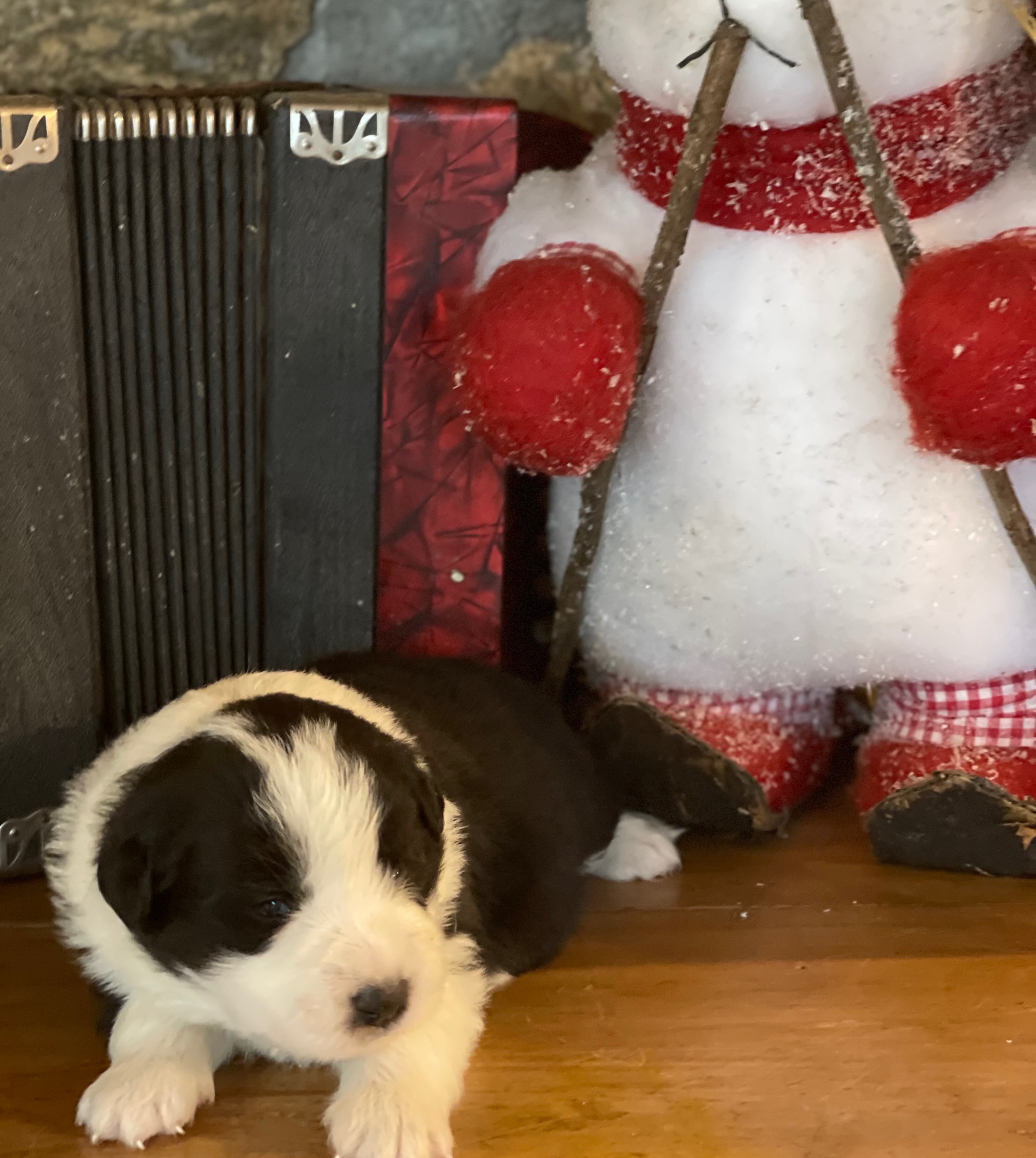 BORDER COLLIE DE BEAURTE MLN3