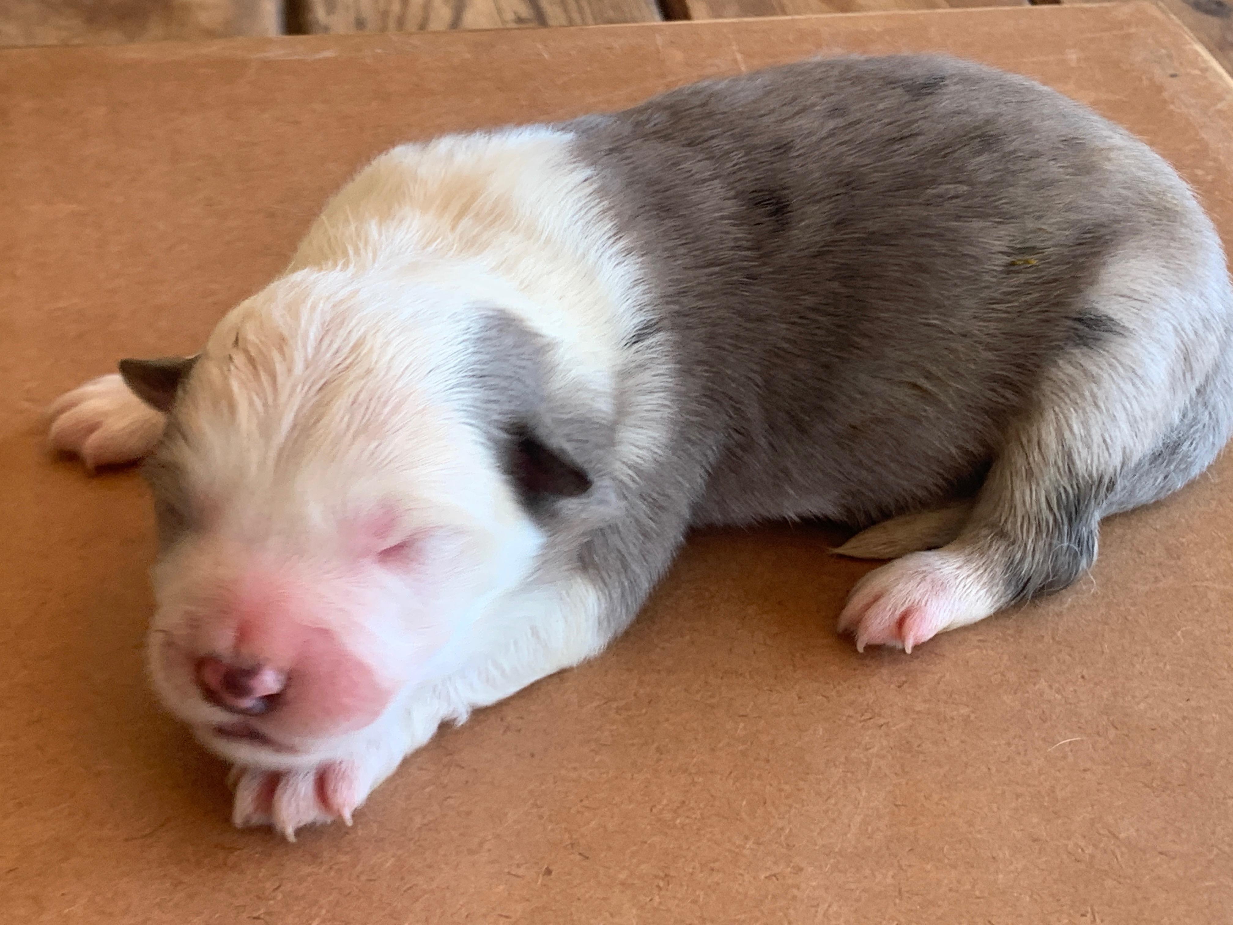 BORDER COLLIE SHOW FEM2 