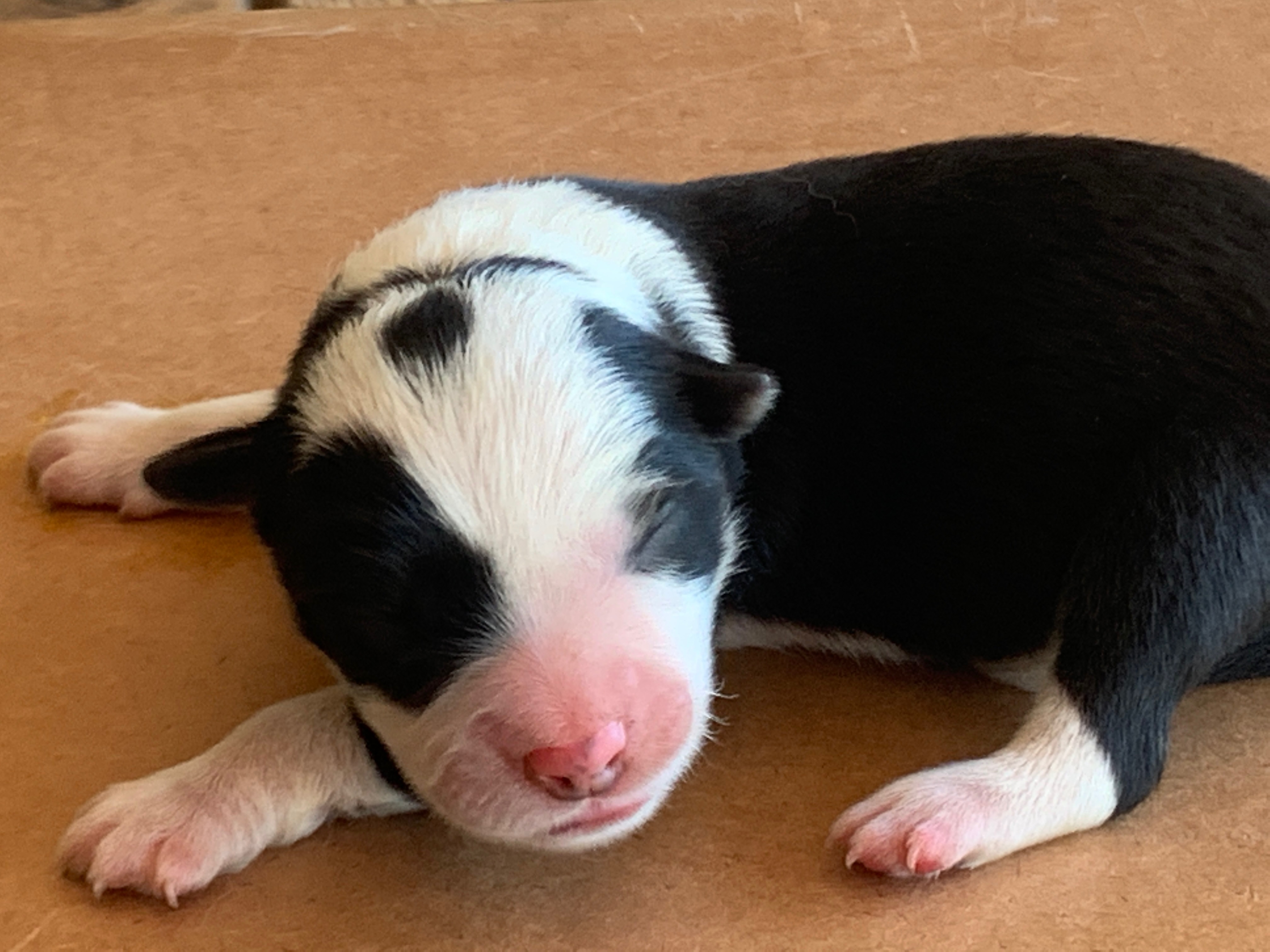 BORDER COLLIE SHOW MALE 2 