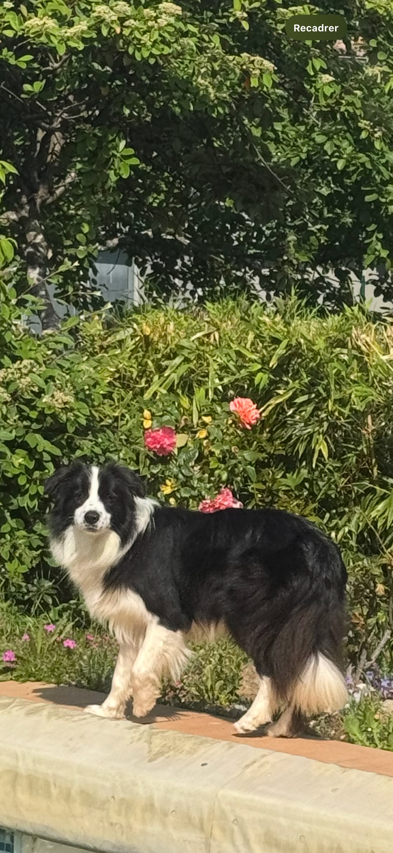 BORDER COLLIE SHOW VOLK