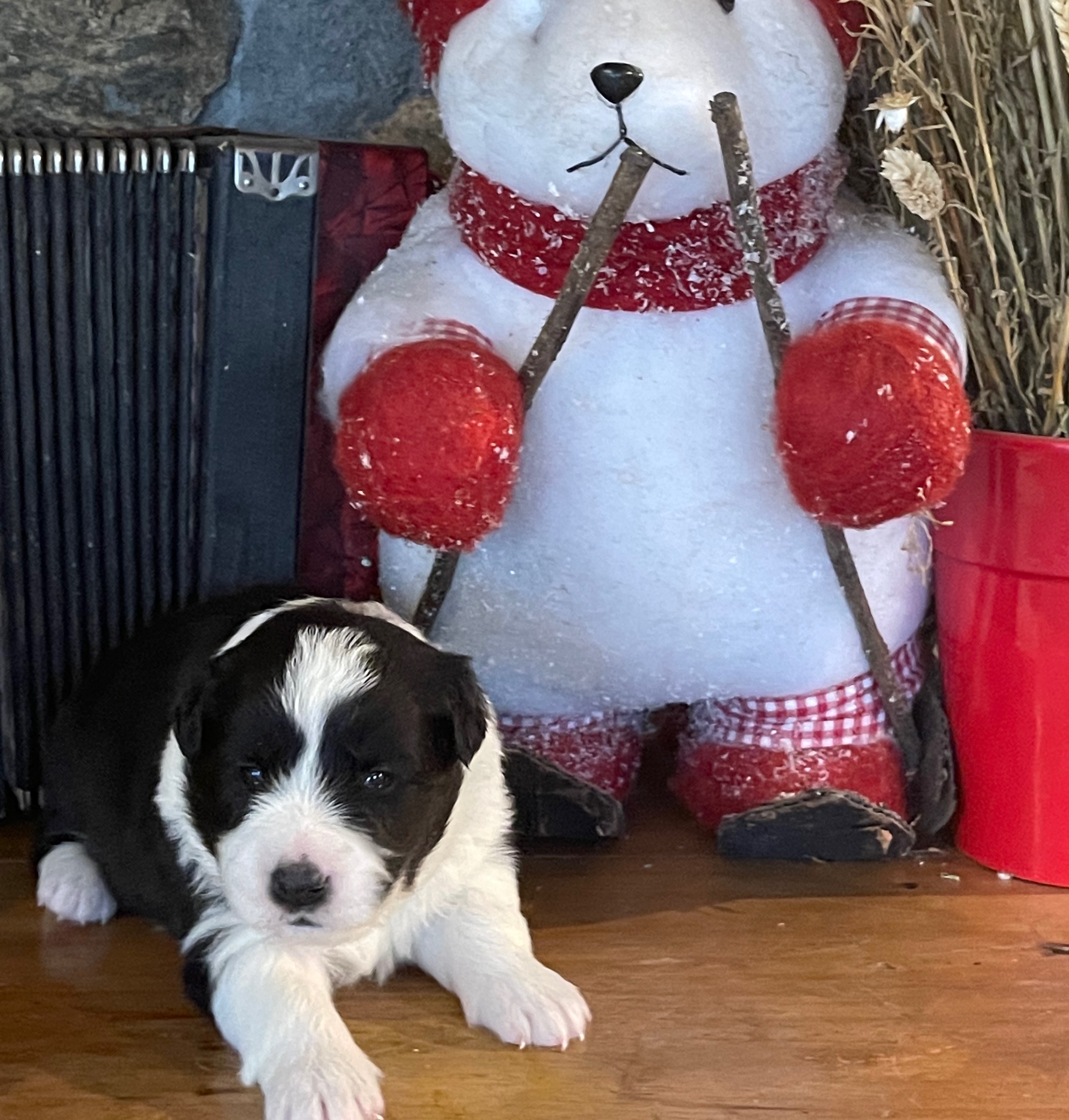 border collie de beaute f N3