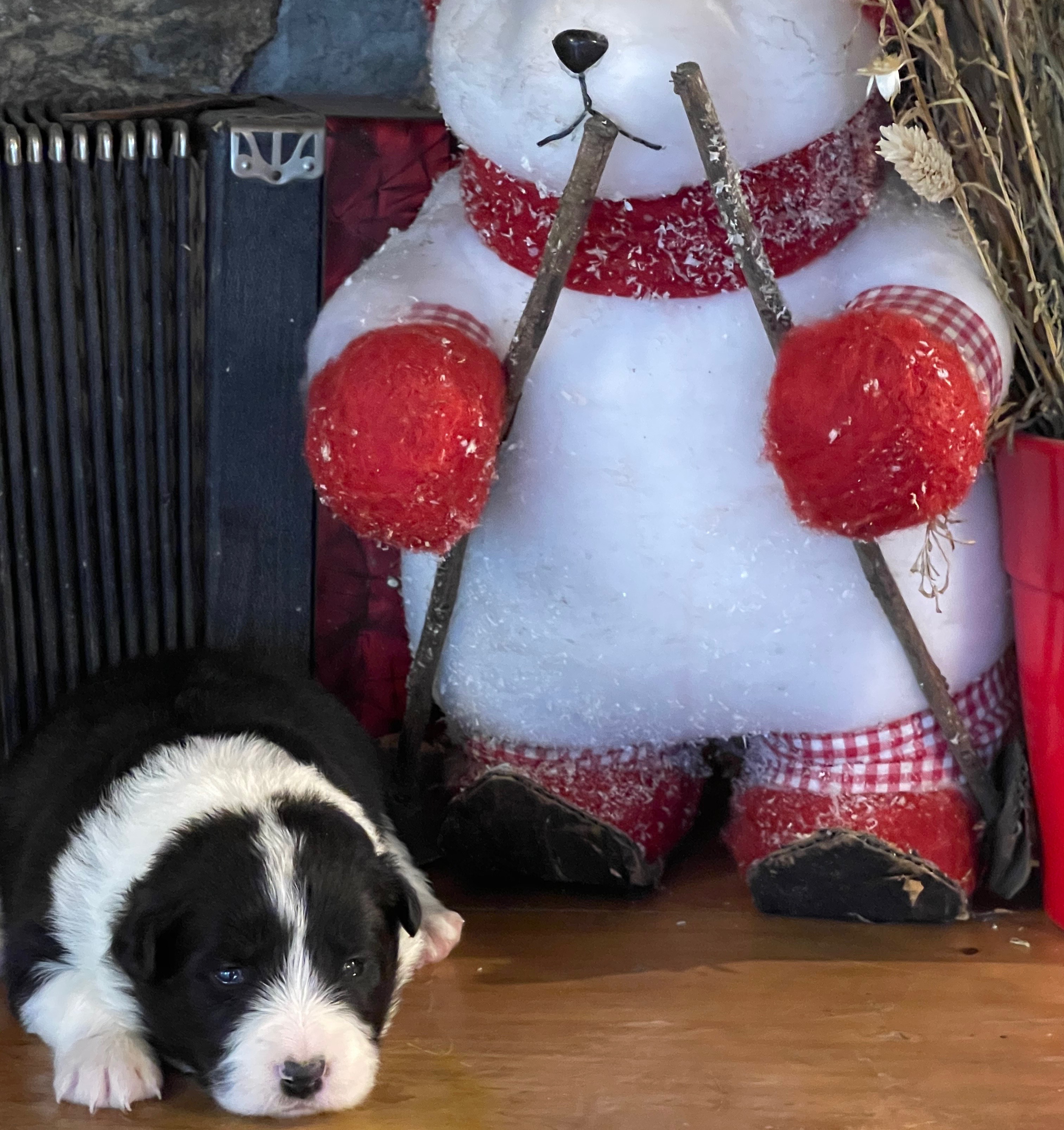 border collie de beaute f n2 neig